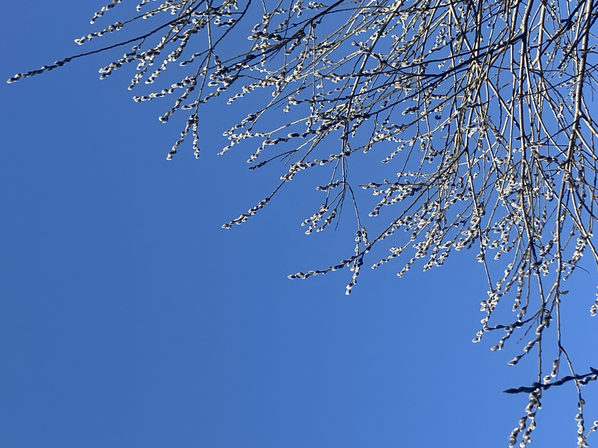 This image depicts a network of bare tree branches covered with numerous developing catkins against a clear, vibrant blue sky. The branches, dark brown in color, extend from the bottom and right sides of the frame towards the upper left, with some reaching into the top right corner. The catkins, appearing as small, fuzzy, light grey and brownish-white buds, are clustered along the length of the branches. The sky occupies approximately two-thirds of the upper and left portions of the frame. The scene is illuminated by bright, natural light, indicative of daytime. No people, specific actions, or other man-made objects are visible. This scene is located in the city of Noviy, Russia.