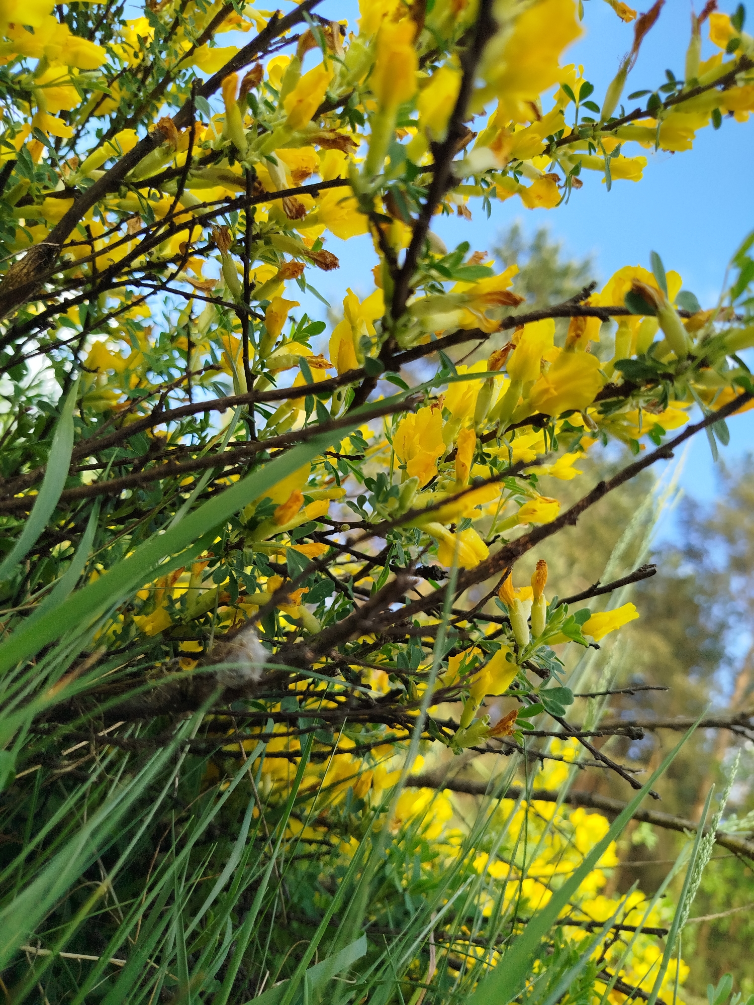 The image captures a close-up view of a cluster of bright yellow flowers blooming on branches, interspersed with fresh green grass. The branches are slender and brown, creating a contrast against the vibrant yellow of the flowers. Patches of blue sky are visible through the branches and flowers. The background suggests a natural setting, possibly a field or meadow. The focus of the image is on the interplay of colors and textures between the flowers, branches, and grass. There are no people visible in the scene. Based on the prompt, the location is Заречье, Russia.