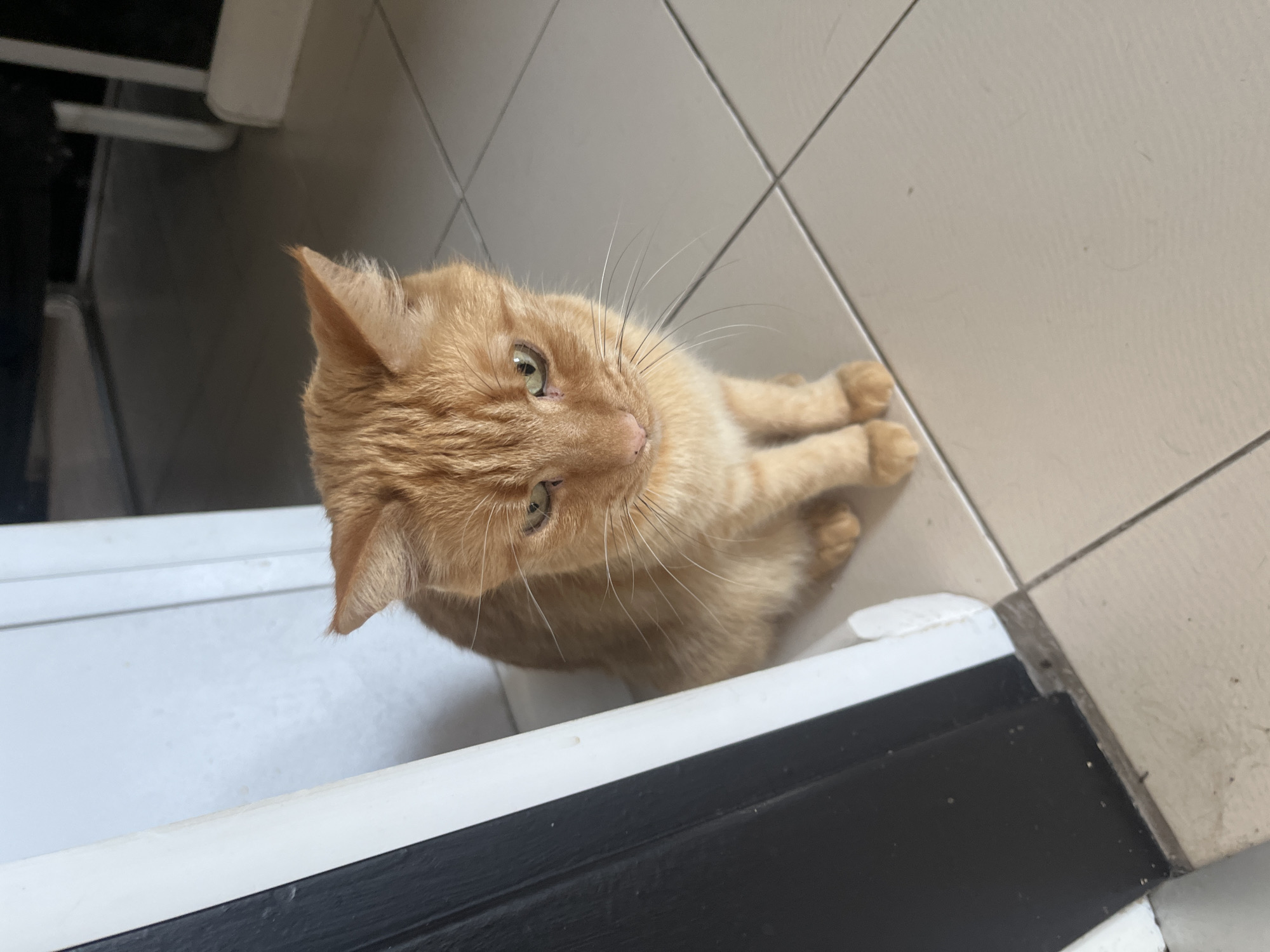 An orange tabby cat with green eyes is sitting on a light-colored tiled floor, near a doorway. The cat is looking down with a slightly concerned expression. The background is blurred, but appears to be an indoor setting with a dark piece of furniture and white doorframes. The scene is neutral and does not provide any specific information about the city of Zabrze, Poland.