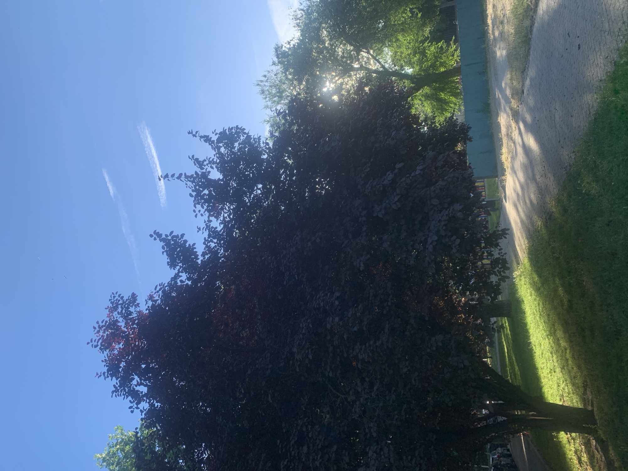 The image displays a sunny outdoor scene, likely a park or garden in Madrid, Spain, characterized by dense foliage, a clear blue sky, a paved path, and grass. The perspective is slightly upward-angled, looking towards the bright sky.
In the foreground and mid-ground, a large tree with dark, possibly reddish-purple leaves (resembling a Copper Beech) dominates the left and center portions of the frame. Its thick canopy is mostly in shadow, silhouetted against the bright sky, though some leaves on its edges catch the sunlight, revealing a hint of their reddish hue. Behind this tree, and extending to the right, is another tree with lighter green leaves, through which bright sunbeams and lens flares are visible, indicating the sun's position high in the sky.
The sky is a vibrant, clear blue, with two thin, white contrails horizontally streaking across the upper left quadrant.
To the right side of the image, a light-colored paved path, possibly made of cobblestones or pavers, runs diagonally from the foreground into the background. Adjacent to the path is a strip of vivid green grass. Strong, distinct shadows are cast by the trees and unseen objects onto both the path and the grass, highlighting the intense sunlight. A low green fence or wall is discernible in the background behind the path and trees, separating the space.
The time of day appears to be midday or early afternoon, given the high sun position and the harsh, well-defined shadows. There are no people visible, and no specific activity is taking place beyond the natural state of the landscape. No visible text is present in the image.
