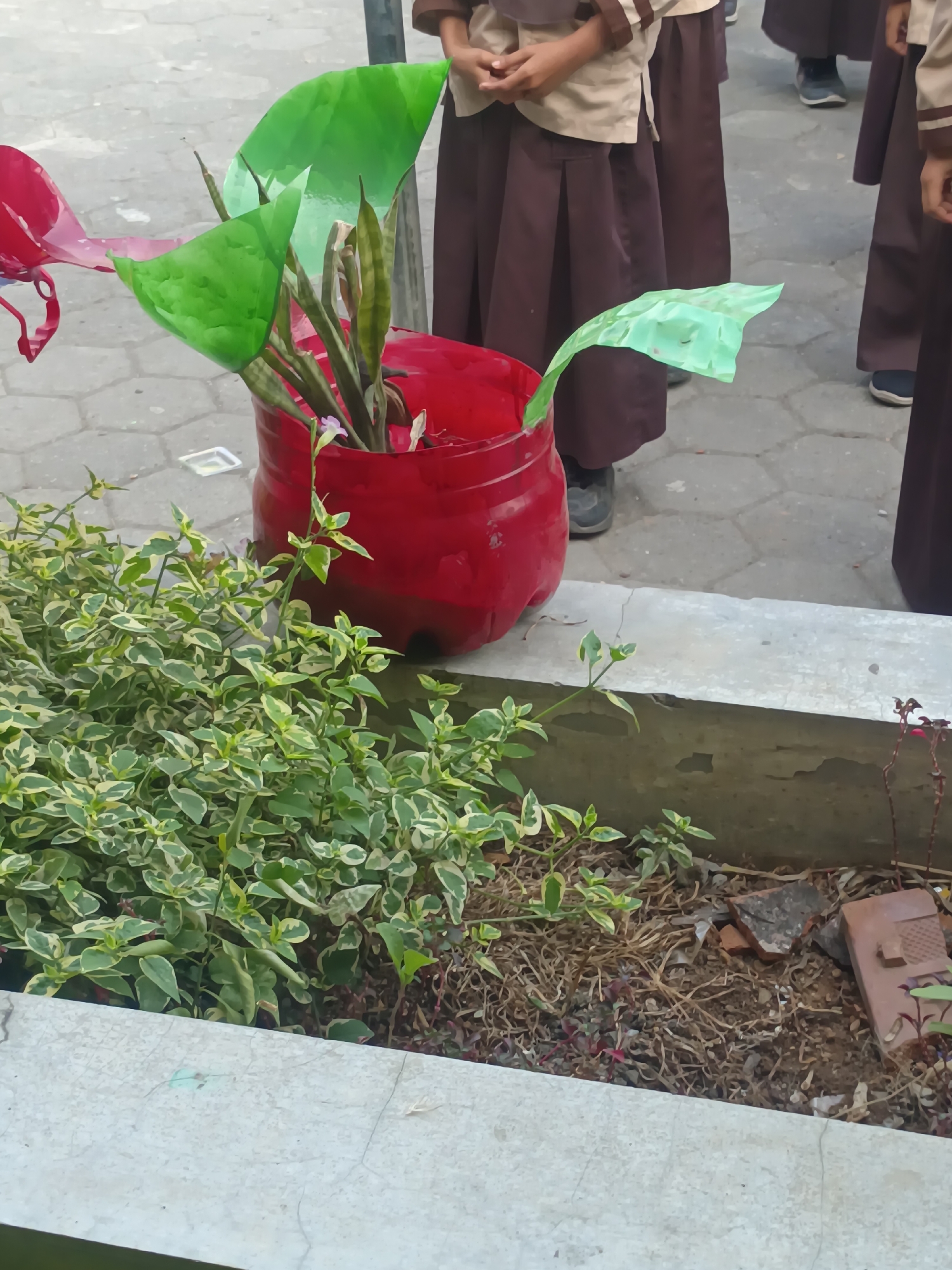 In the city of Sarimulyo, Indonesia, on a paved outdoor surface, a DIY planter made from a red plastic bottle holds a snake plant and two artificial green leaves. The planter is situated on a concrete ledge overlooking a ground covered with dry grass and a few pieces of broken terracotta. A lush green bush with variegated leaves grows at the base of the ledge. In the background, partially visible, are several individuals wearing school uniforms consisting of light brown tops and dark brown pleated skirts. One individual's hands are clasped in front of them. The overall scene depicts an outdoor educational or community setting.