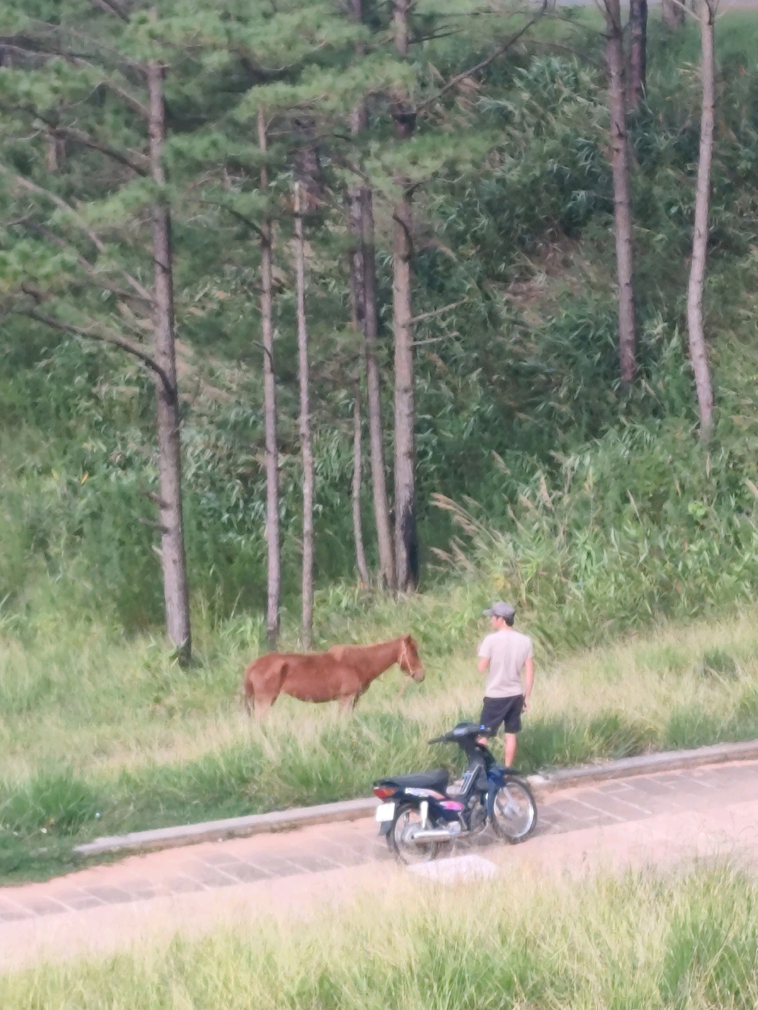 In Da Lat, Vietnam, a brown horse grazes in a grassy area with a backdrop of tall pine trees. A man in a light-colored t-shirt and dark shorts stands to the right of the horse, facing away from it. A black motorcycle is parked on a paved path in front of the man. The scene appears to be a natural, outdoor setting with elements of rural life integrated with modern transportation.