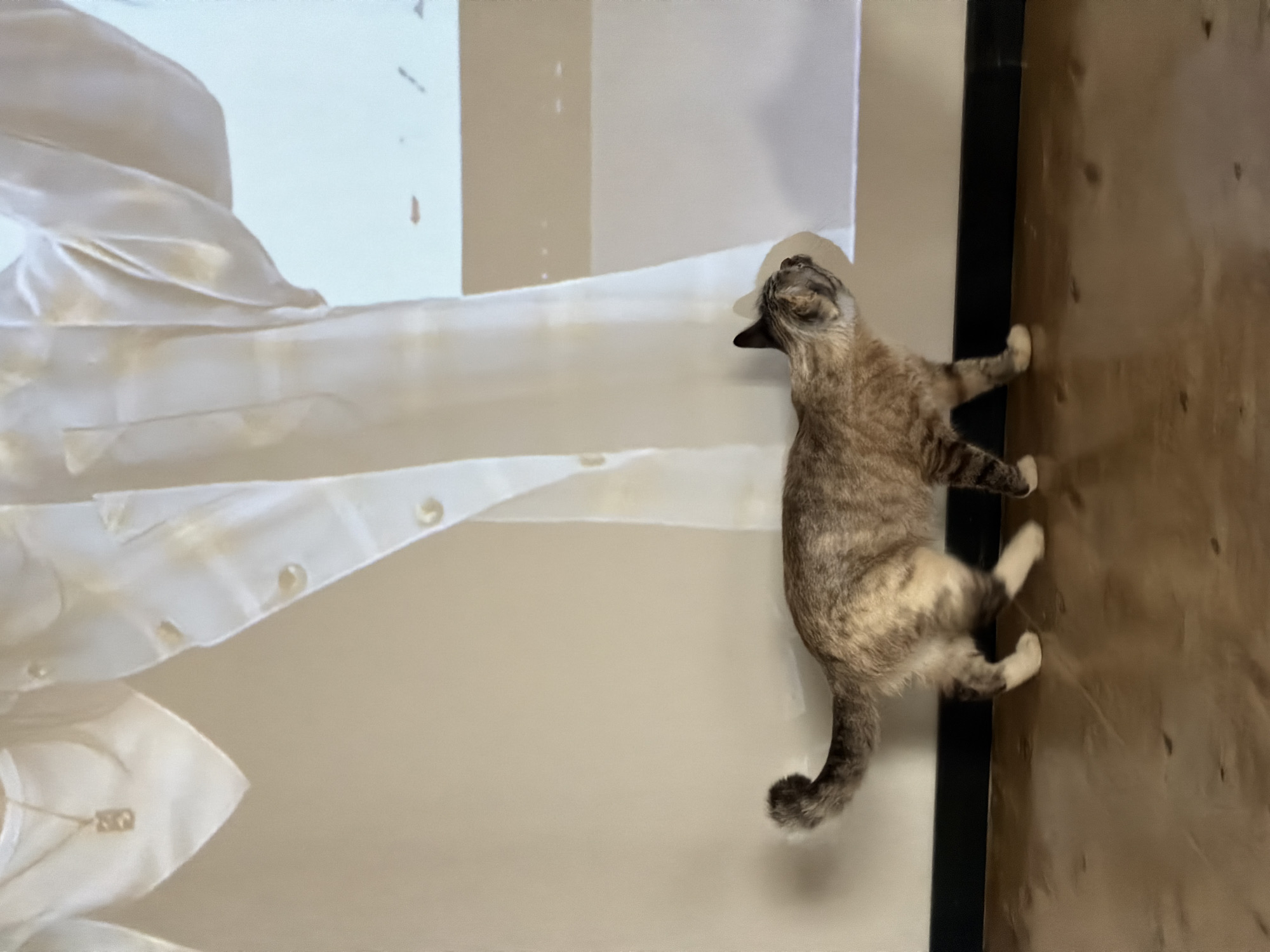 A domestic short-haired cat, exhibiting a dilute tortoiseshell or tabby-calico coat pattern with patches of brown, cream, and grey stripes, walks across a light wooden floor. Its tail is curled upward, and its head is tilted, with its gaze directed intently towards a large, rectangular projection displayed on a plain, light beige wall. The projection depicts the upper torso of a person, adorned in a white garment, possibly a shirt or jacket, featuring golden buttons arranged vertically on a placket. A gold rectangular pendant hangs from a necklace around the person's neck. A portion of a white sleeve, likely from the same garment, is visible on the right side of the projection. A dark baseboard runs along the bottom of the wall, separating it from the floor. The specific location, including the city of Chaikovsky, Russia, cannot be determined from the visual information provided in the image.