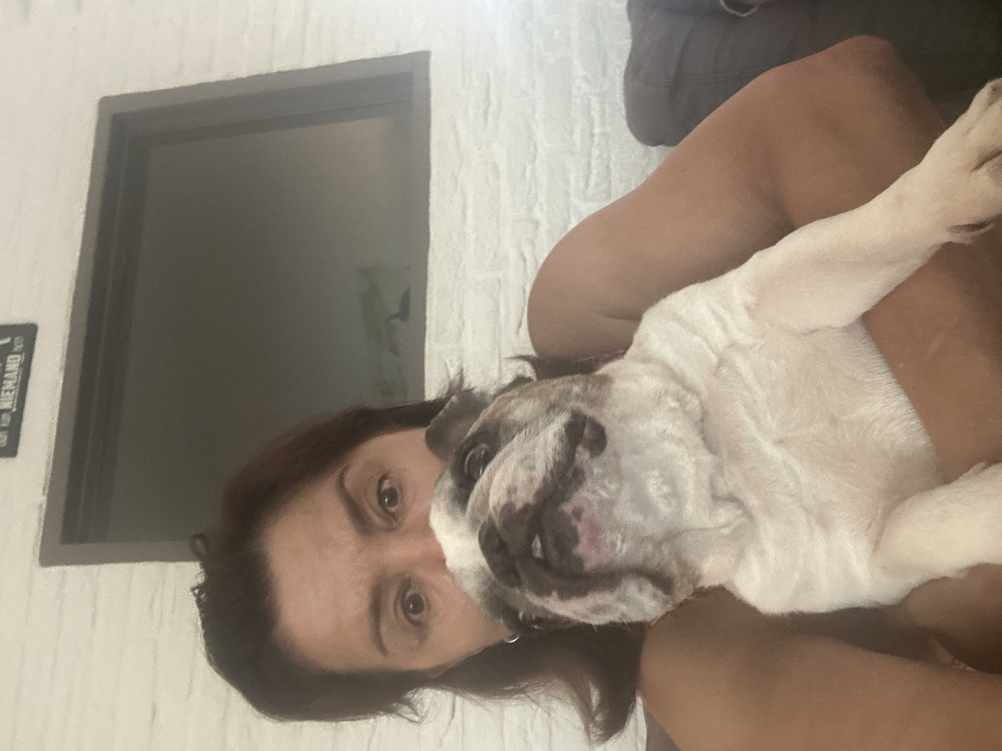 A middle-aged woman with brown hair and wide eyes is holding a white and brindle English Bulldog. The dog's head is resting on the woman's chest, and its mouth is slightly open. They are indoors, with a white brick wall and a framed picture visible in the background. The scene suggests a casual, domestic setting. The image does not contain any specific details that would allow for identification of its location in Steenwijk, Netherlands.