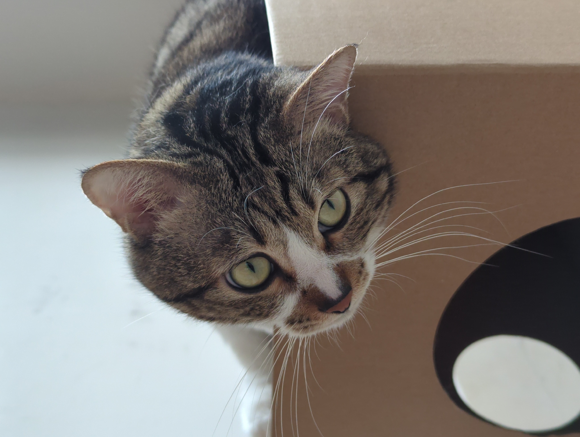 A close-up shot of a tabby cat's head emerging from a brown cardboard box. The cat has a white patch on its face, green eyes, and long white whiskers. The box features a round, dark hole with a white center. The background appears to be a plain, light-colored surface, possibly a wall or floor. The location is not discernible from the image and therefore cannot be determined to be Shunde District, China.