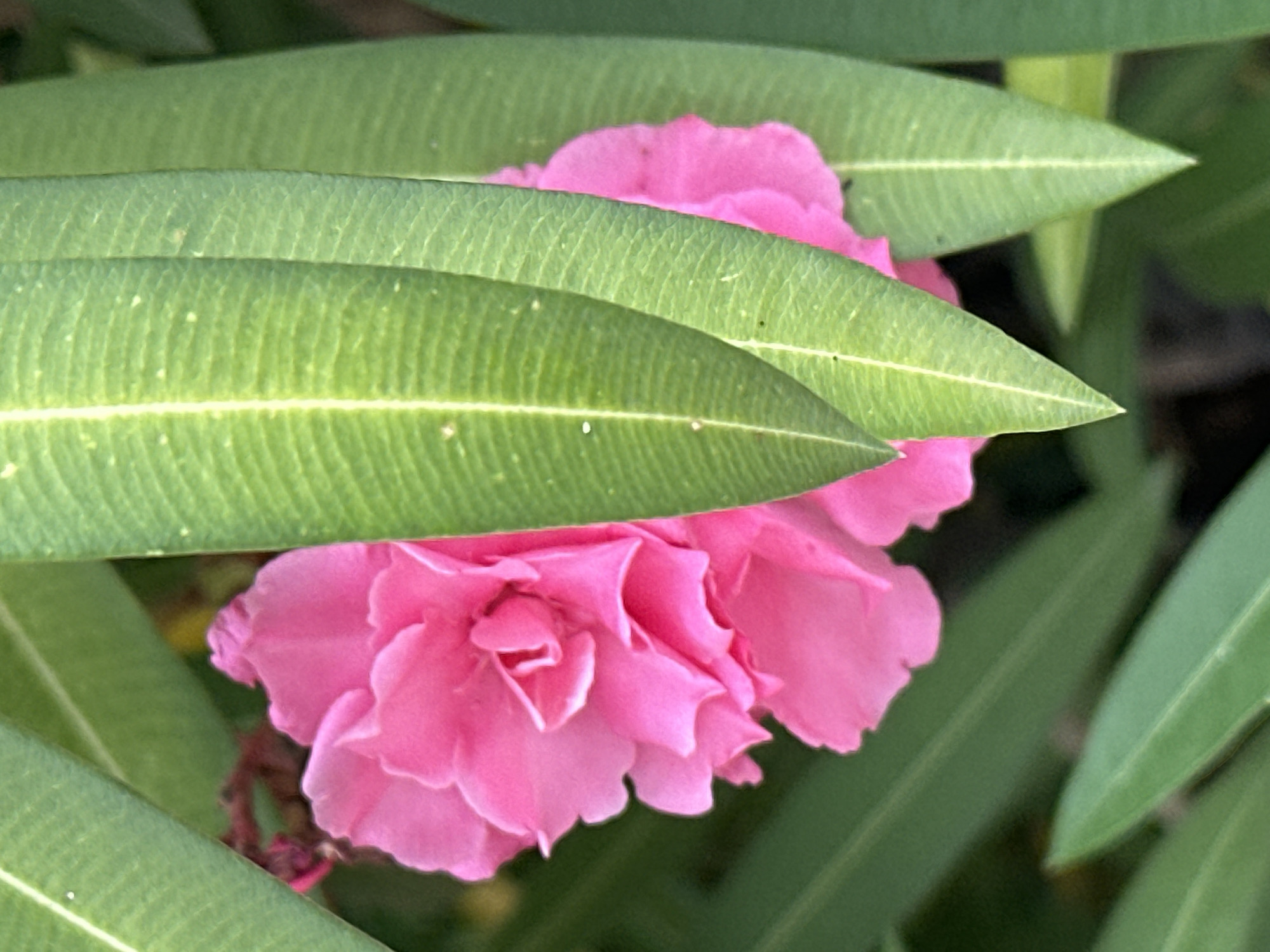 A close-up shot of a vibrant pink oleander flower emerges from behind lush green leaves. The flower is multi-petaled and fully bloomed, with delicate folds and curves visible. The leaves are long and slender, with prominent veins running down their length. The image appears to be taken outdoors, likely in a garden or natural setting, given the presence of foliage. The lighting suggests it may be daytime.
The provided image does not contain any information that would allow for the specific identification of its location within the city of Sochi, Russia, nor does it depict any people, actions, or interactions. The scene is a static, botanical close-up.