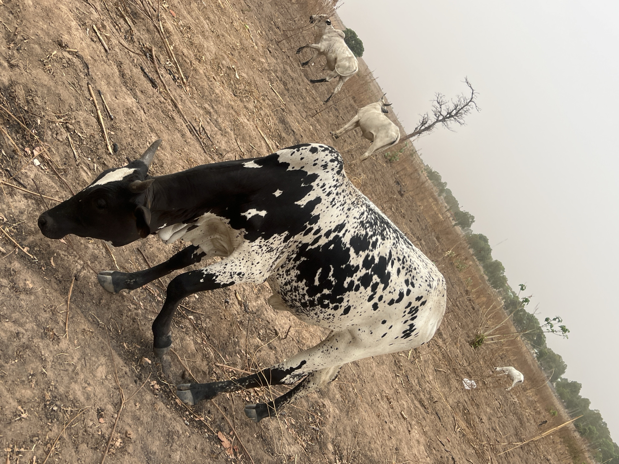 The image depicts a rural scene in what appears to be the city of Barako, Nigeria. The landscape is dry and arid, characterized by sparse vegetation and barren earth. The primary subjects are several cows. The foreground features a black and white spotted cow standing in the center of the frame. Two additional white cows are visible in the background, one standing and one appearing to lie down.
The environment includes patches of dried grass, scattered twigs, and a few trees in the distance. The sky is overcast and hazy, suggesting dry conditions. There is no visible evidence of human presence or infrastructure.