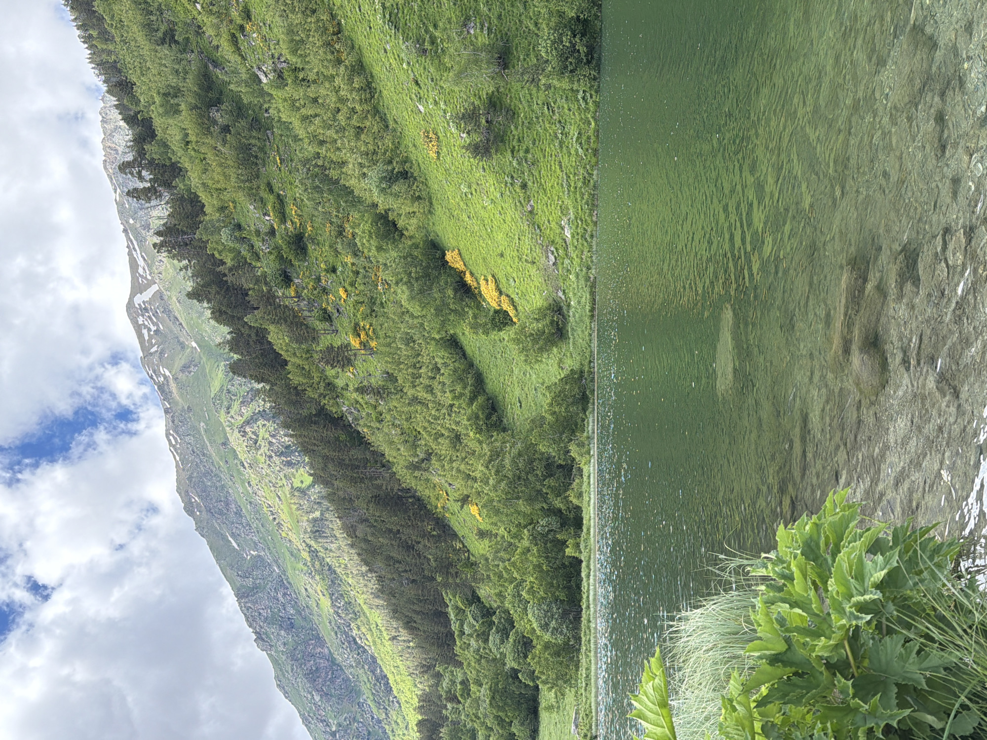 The image shows a serene mountain lake with clear, green water in the foreground. Large, lush green plants and tall grasses grow along the edge of the water on the left side. The lakebed is visible through the clear water, with scattered rocks and pebbles.
The background features a steep, verdant mountainside covered in dense green trees and grass. Patches of bright yellow flowers are scattered across the slope, adding vibrant accents to the greenery. Further up the mountain, rocky terrain is visible, interspersed with patches of snow, indicating a higher altitude. The upper part of the mountain is partially covered by a canopy of pine trees, and the summit is dusted with snow.
The sky above is partly cloudy, with patches of blue sky visible through dramatic white clouds. Sunlight is casting shadows on the mountain, highlighting its contours and textures. The overall impression is one of a pristine, natural landscape, likely in a mountainous region of Russia. The specific location is Верхне-Тебердинское сельское поселение, Russia. There are no people or animals visible in the image.