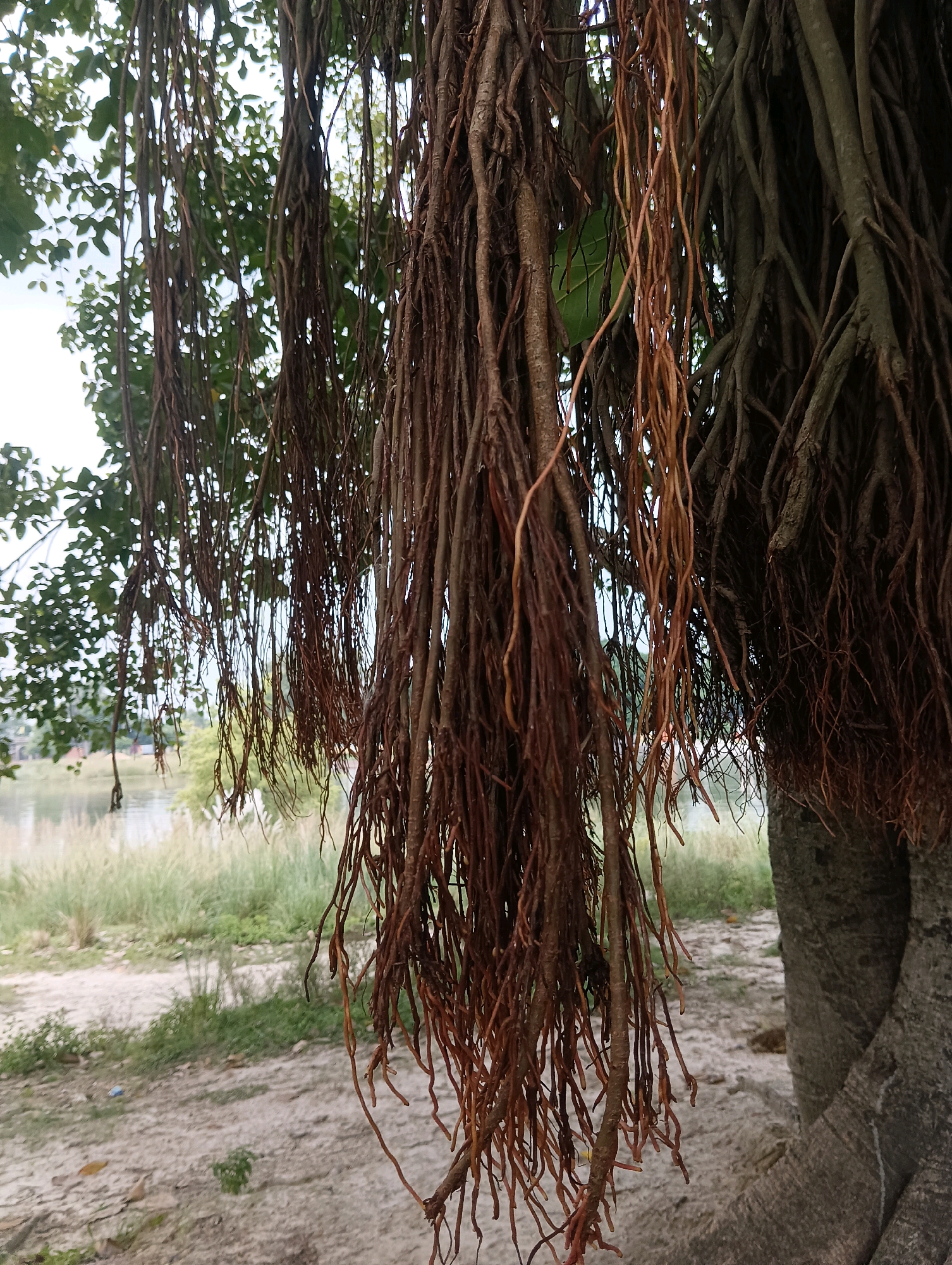 The image shows the hanging aerial roots of a large tree, likely a banyan tree, in a natural outdoor setting. The roots are numerous and vary in thickness and color, ranging from a dark brown to a lighter reddish-brown. They hang down in dense clusters, obscuring some of the background. In the background, there is a body of water with some reeds or tall grass along its bank. Further back, the faint outlines of trees and possibly some buildings are visible, suggesting a location near a populated area but still predominantly natural. The ground in the foreground is sandy and uneven, with some sparse green vegetation. The sky is overcast, contributing to the diffused lighting of the scene. There are no people visible in the image.