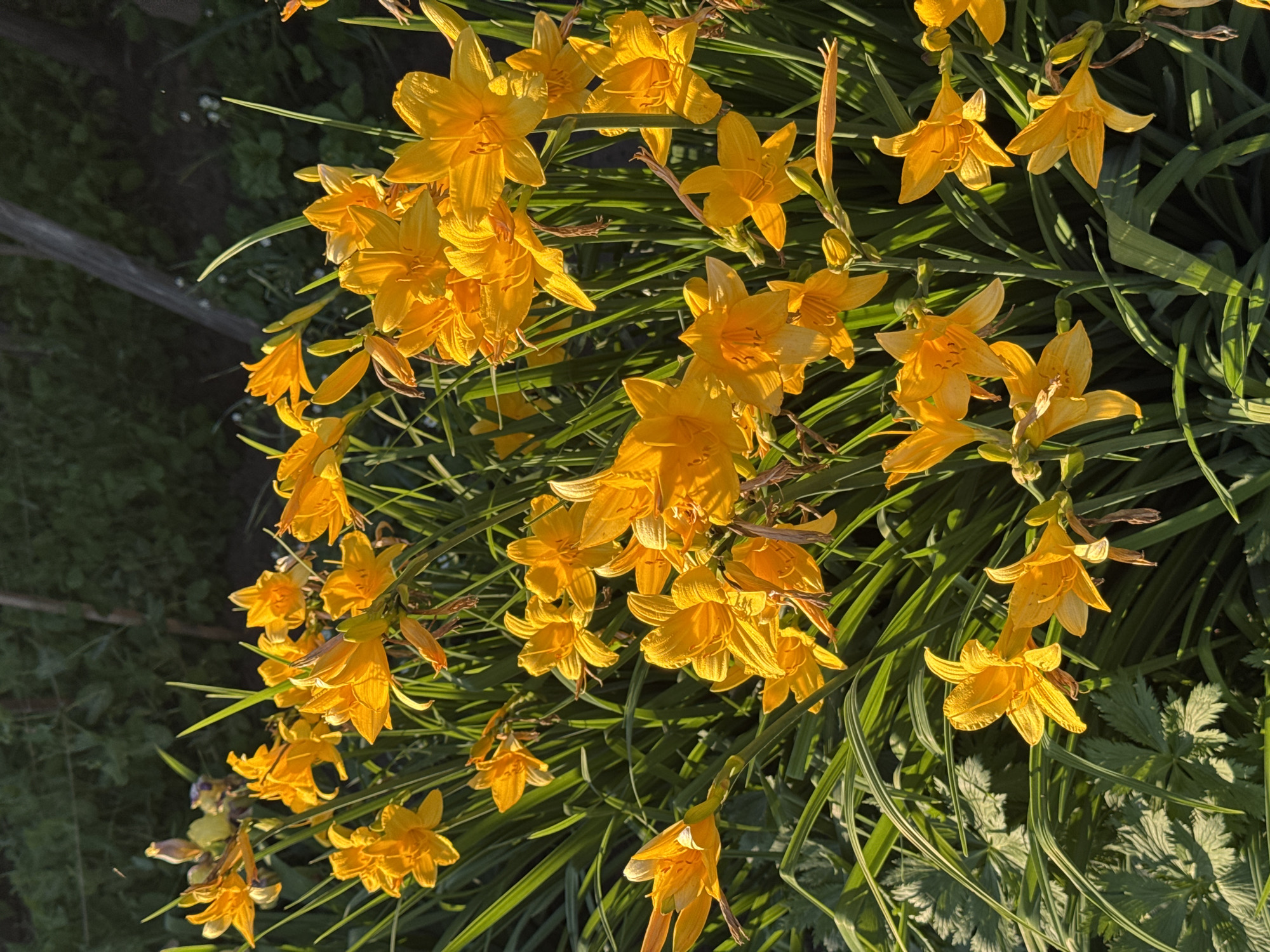 The image shows a close-up view of a cluster of vibrant yellow daylilies in bloom. The flowers are densely packed, with many blossoms at various stages of opening, some with slightly curled petals. Long, slender green leaves form a backdrop and surround the flowers, creating a lush, garden-like setting. The lighting suggests it is late afternoon or early morning, with sunlight casting a warm glow on the petals and creating some shadows among the foliage. The background is softly blurred, showing more greenery and a hint of a wooden fence or support structure, indicating an outdoor environment. There are no people or animals visible in the image. The scene is devoid of any urban elements, suggesting a natural or cultivated outdoor space. There is no specific information or visual cues within the image that would allow for the determination of its location within the city of Вассята, Russia.