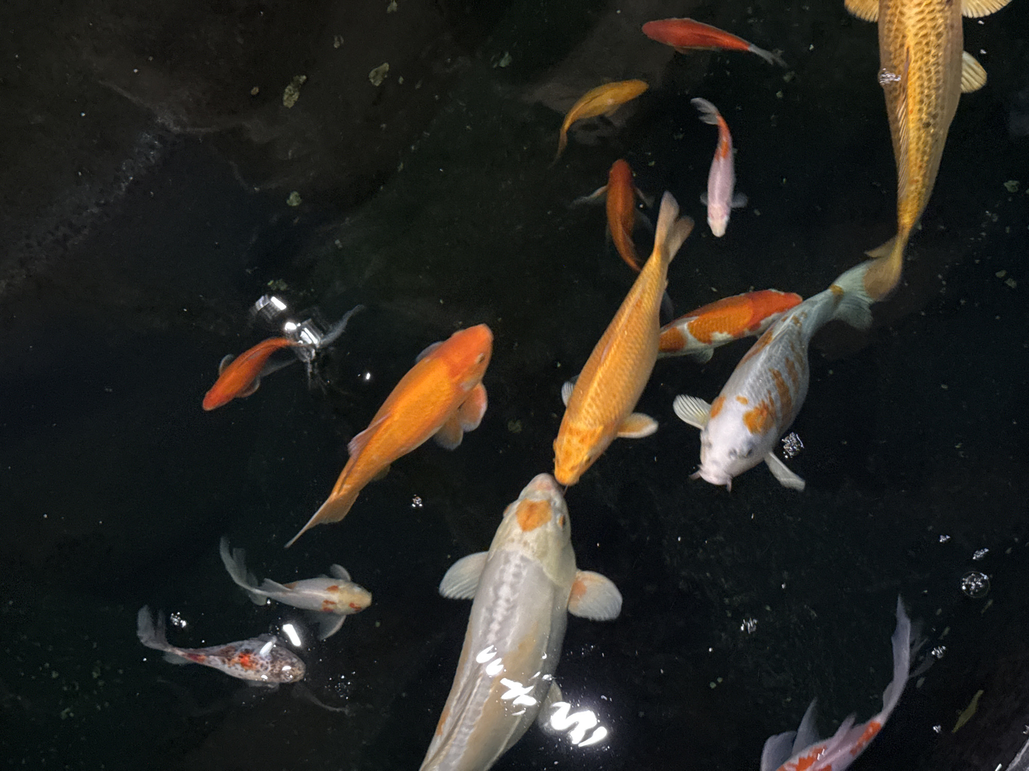 The image depicts a view from above of a dark pond filled with numerous koi fish of varying sizes and colors. The fish exhibit a range of colors including orange, yellow, white, and reddish-orange. The image shows that the fish swim in the pond. The exact location is Villebon-sur-Yvette, France.