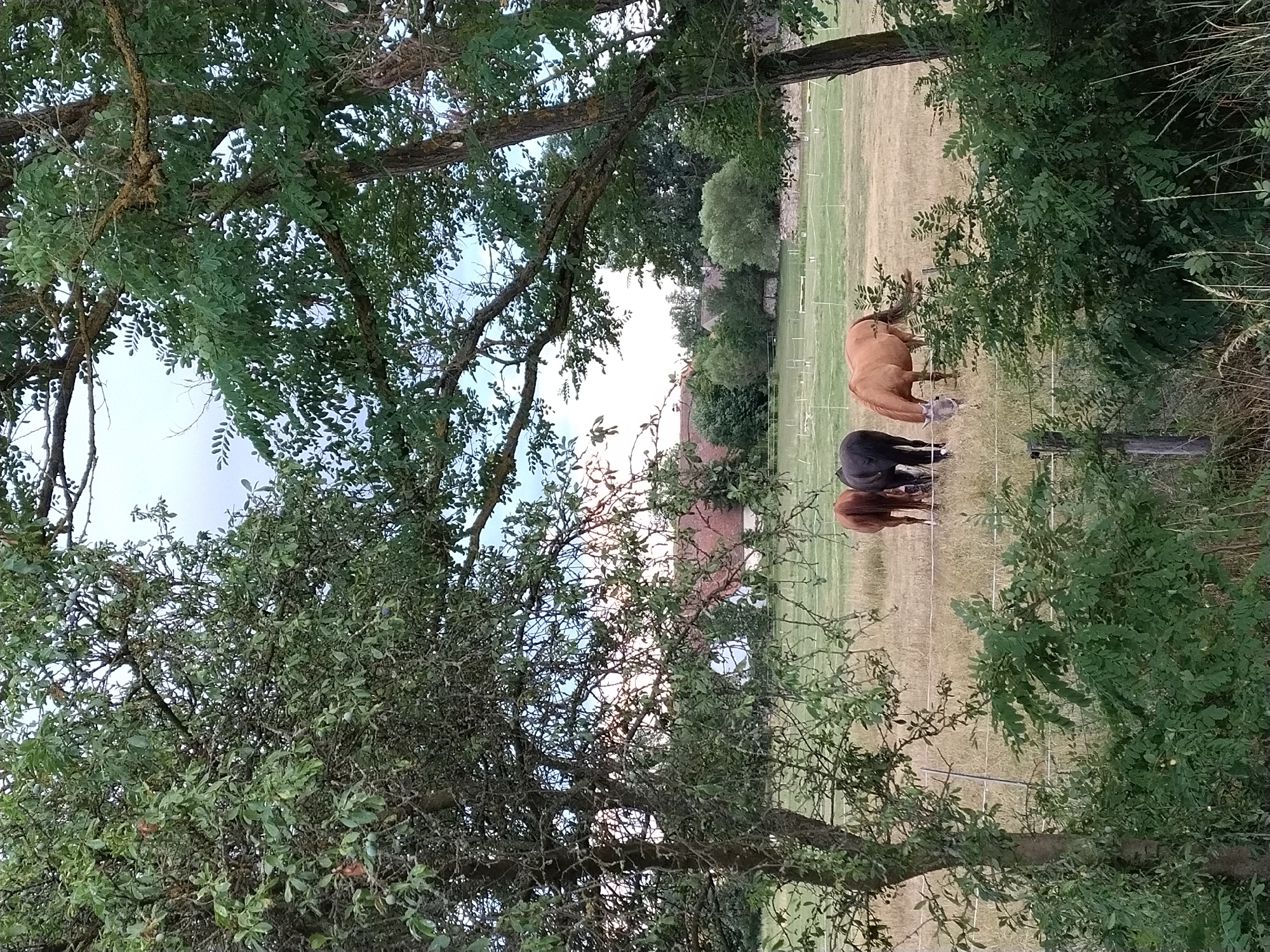 In a rural setting outside of Dobev, Czechia, a pastoral scene unfolds. Three horses graze in a sunlit field, separated from the viewer by a simple wire fence. To the left, a dark-colored horse stands partially obscured by foliage. In the center, a reddish-brown horse grazes with its head down. To the right, another horse of similar reddish-brown color is visible, facing away from the viewer. The field is characterized by dry, golden grass and scattered trees. In the background, a cluster of buildings with red tile roofs suggests a nearby hamlet or farm. The sky is partly cloudy, casting a soft light over the landscape. The overall impression is one of tranquility and natural beauty.