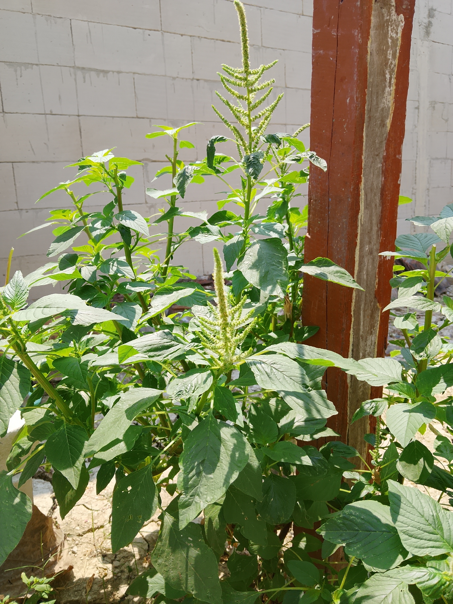 In Kasiman, Indonesia, a close-up, eye-level shot captures a cluster of amaranth plants in front of a weathered, reddish-brown wooden post. The plants exhibit lush green foliage with large, oval leaves and feathery, pale green flower spikes that extend upwards. The background consists of a textured light-colored brick wall. The ground beneath the plants is covered in dry soil with some sparse dry vegetation. The lighting suggests it is daytime, with shadows cast by the plants and the post.