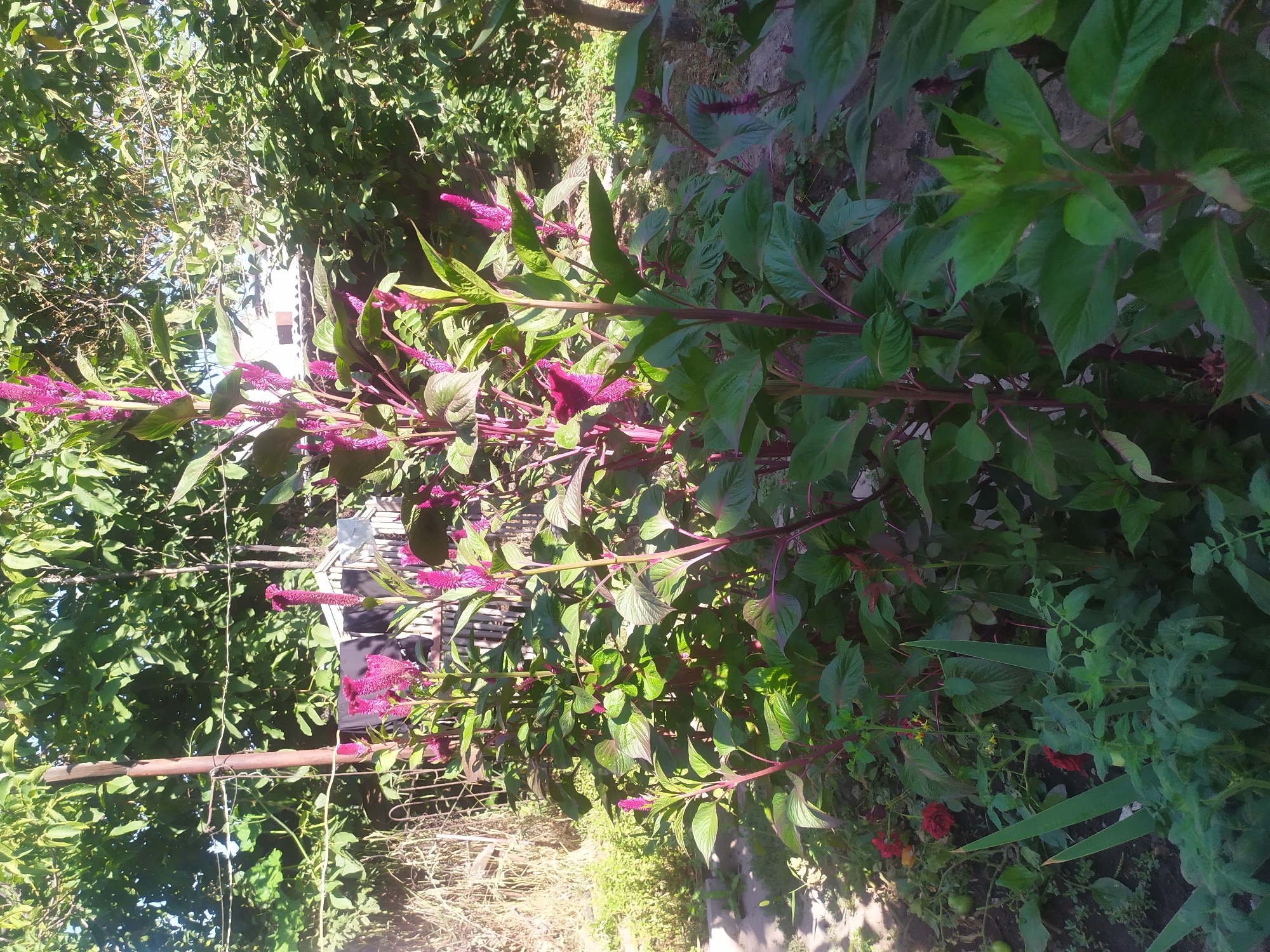In an outdoor scene, likely a garden or yard in Kara-Balta, Kyrgyzstan, tall plants with vibrant magenta, fox-tail-like blooms dominate the foreground. The plants have thick, reddish-purple stems and large, deep green leaves. The setting appears somewhat unkempt, with dry grass and a metal fence visible in the background, suggesting a lived-in space. A wooden pole stands to the left, possibly supporting a clothesline, with dark fabric items hanging on it. Behind the fence, parts of buildings with tiled roofs are discernible. The overall impression is one of a sunny day in a rural or semi-rural environment.