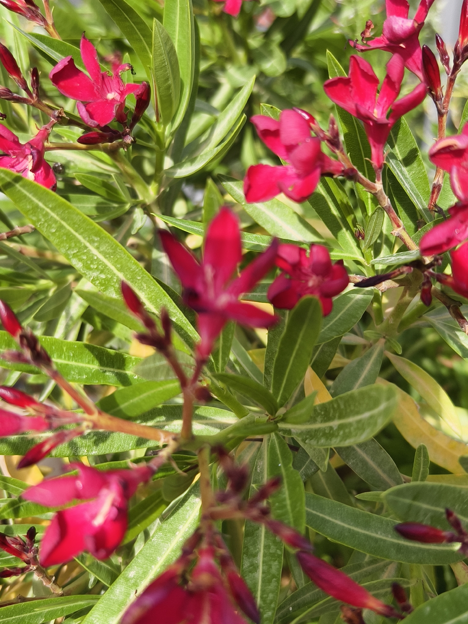 The image shows a close-up of a flowering plant, possibly a red oleander (Nerium oleander), with vibrant green leaves and deep red blossoms. The leaves are elongated and lance-shaped with prominent veins. The flowers are clustered at the ends of branches. The setting appears to be outdoors, under sunlight. The location is the Jezreel Valley Regional Council, Israel.