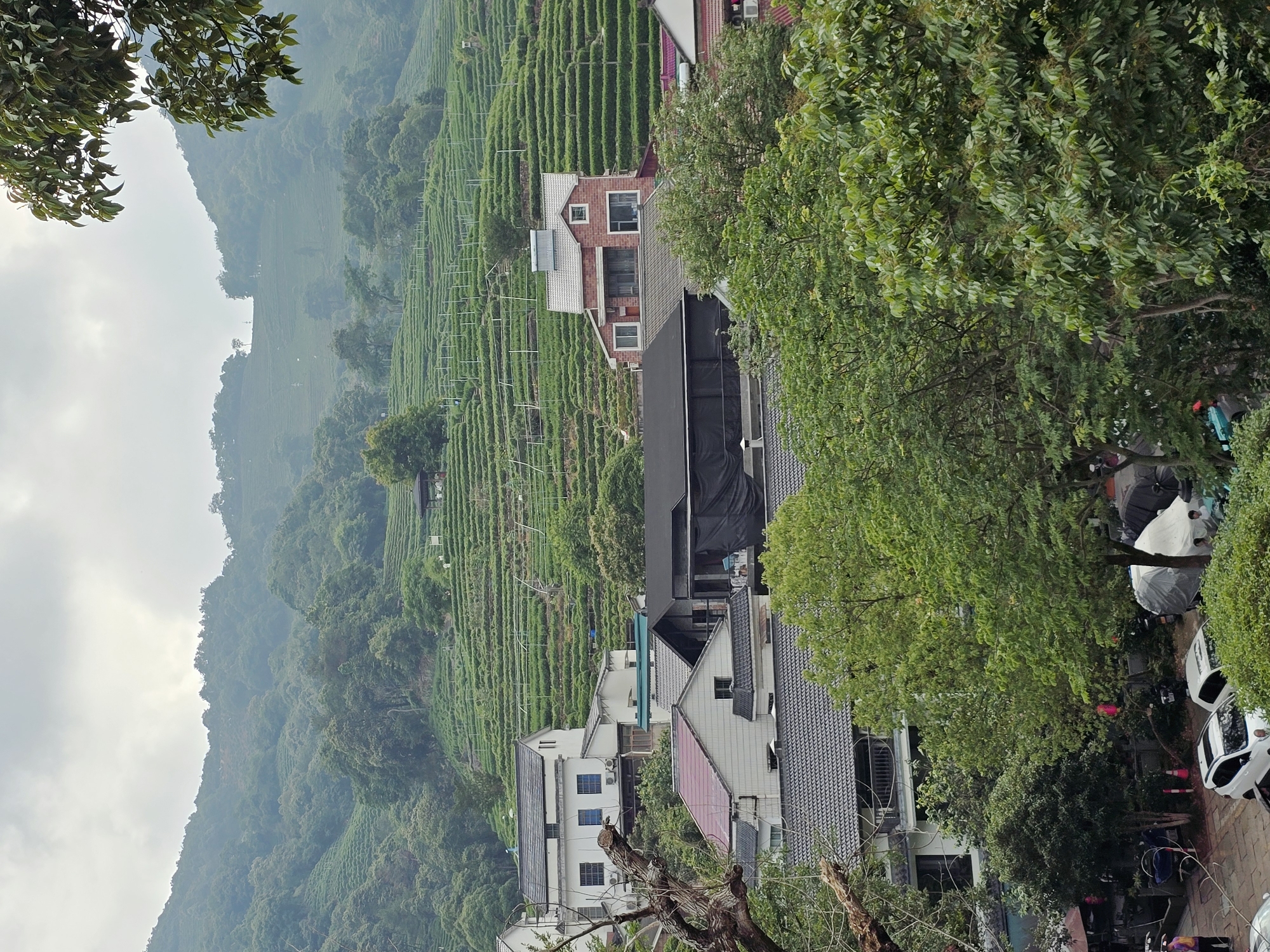 A high-angle view captures a hillside covered with meticulously terraced tea plantations in Xihu District, China. The tea fields are lush green and follow the contours of the rolling hills. In the foreground, a cluster of buildings with various roof styles, including dark grey and red tiles, are nestled amongst dense green trees. Some of the houses are white, while others have brick facades. Several cars are parked on a paved surface in front of some of the buildings, with one white car prominently in view. The sky is overcast with a hazy, diffused light. The scene suggests a rural or semi-rural mountainous area within Xihu District, likely a region known for its tea cultivation.