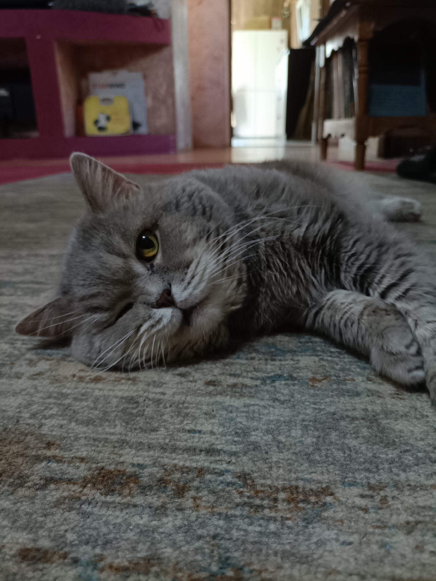 A medium shot shows a grey cat lying on its side on a patterned rug. The cat's head is turned towards the camera, with one eye partially closed. Its body extends horizontally across the frame, with its paws visible in the foreground and middle ground. The background is blurred and appears to be an indoor setting with furniture and a doorway. The lighting is dim, casting soft shadows.