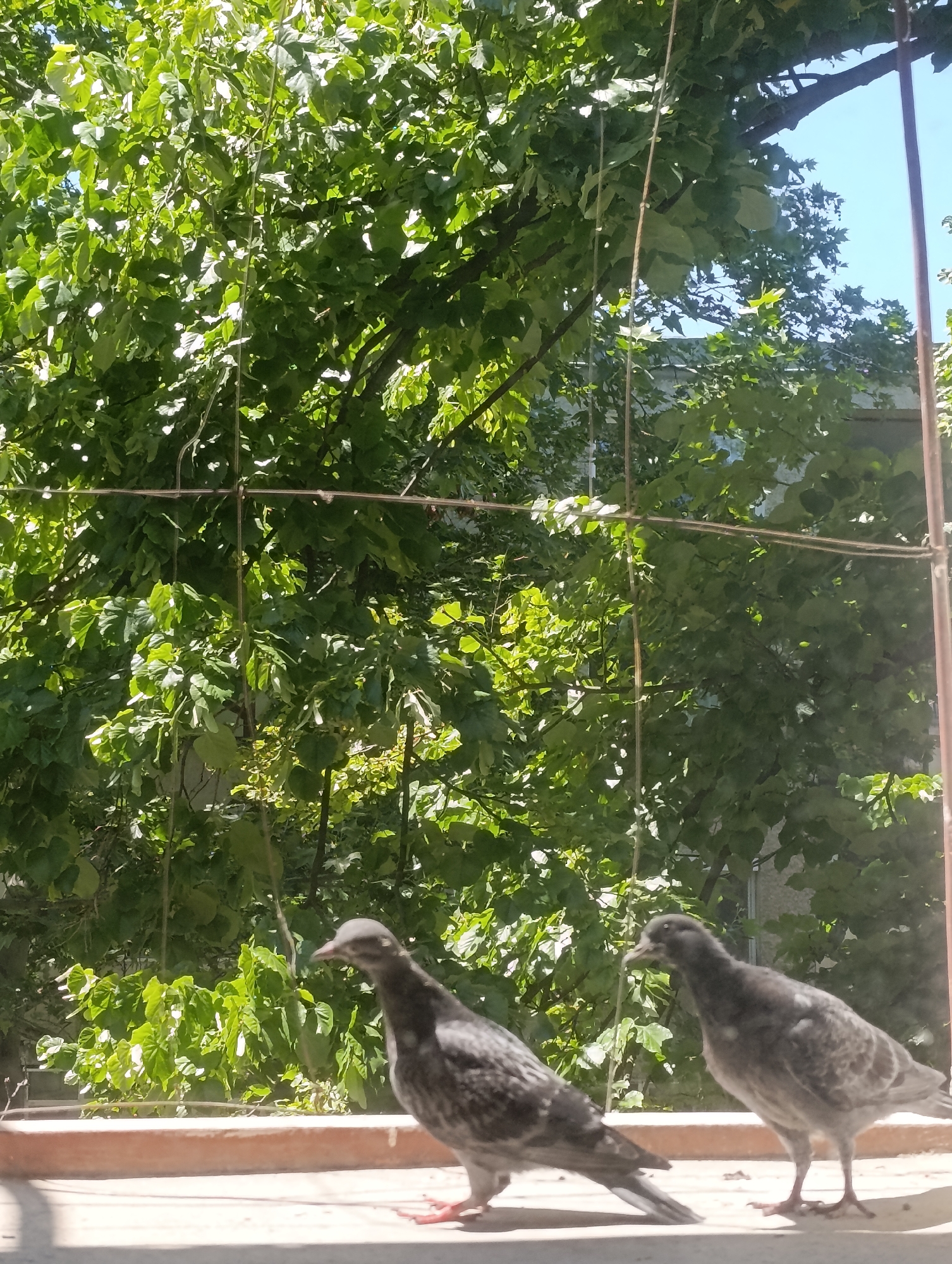 Two pigeons are standing on a ledge outdoors. The pigeon on the left is facing left, and the pigeon on the right is facing right. Both pigeons are gray with dark markings. Behind the pigeons, there is lush green foliage from trees and the blue sky. The scene appears to be a sunny day. This image was taken in Razgrad, Bulgaria.