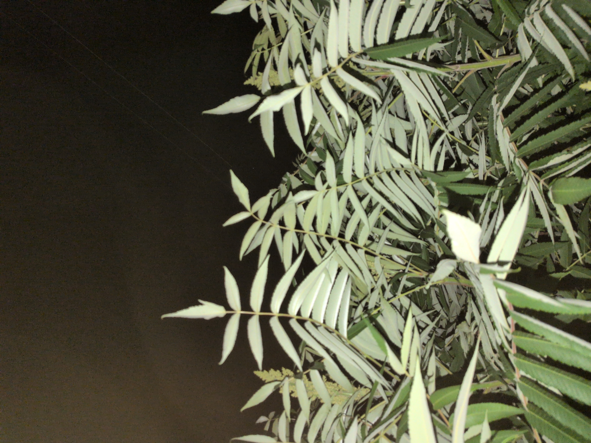 A low-angle shot captures a cluster of lush green and pale green leaves against a dark, black background. The leaves are arranged in compound structures, with many small leaflets branching off a central stem. Some of the leaves are elongated and pointed, while others are shorter and broader. In the upper right corner of the image, two thin, parallel lines are faintly visible, suggesting the presence of power lines or wires against the dark sky. The overall impression is one of a dense, verdant plant life illuminated by an unseen light source, creating a dramatic contrast between the illuminated foliage and the dark expanse behind it. The scene appears to be outdoors, possibly in a park or garden setting, at night.