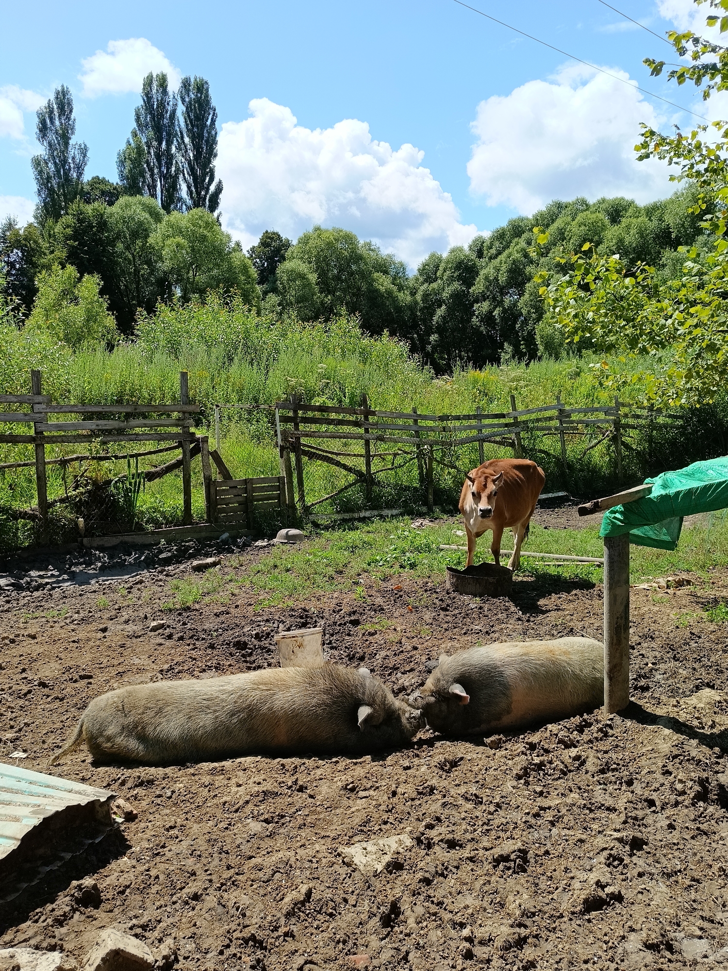 In a muddy enclosure in Lagovskoe, Russia, two pigs lie on the ground, their bodies partially submerged in the dirt. One pig is facing right, its head turned towards the other, while the second pig is facing left, its head down. Behind them, a brown cow stands near a metal trough, looking towards the viewer. A rustic wooden fence encloses the area, with lush green trees and a bright blue sky with scattered clouds forming the background. A green tarp is draped over a wooden post in the foreground.