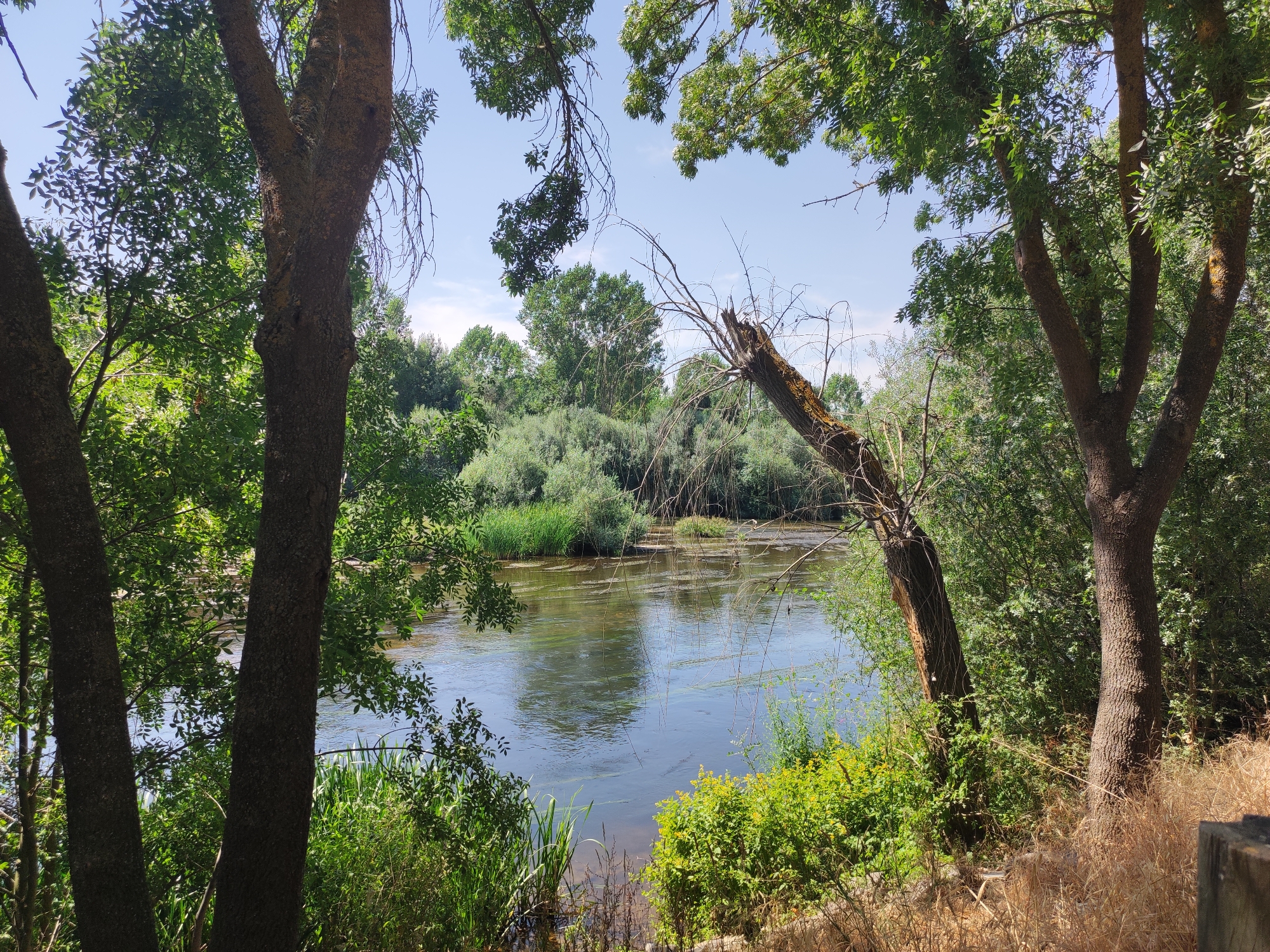 The image depicts a tranquil river scene, likely in Huerta, Spain, framed by lush vegetation and trees. In the foreground, two thick tree trunks flank the view, with their textured bark and green leaves visible. To the right, a broken tree trunk angles precariously over the water, adding a touch of wildness. The river itself is calm, reflecting the blue sky and the surrounding greenery. On the far bank, a dense forest of trees and shrubs creates a verdant backdrop, with reeds and grasses lining the water's edge. The lighting suggests a sunny day, with sunlight filtering through the leaves and casting gentle shadows. The overall impression is one of natural beauty and peacefulness.