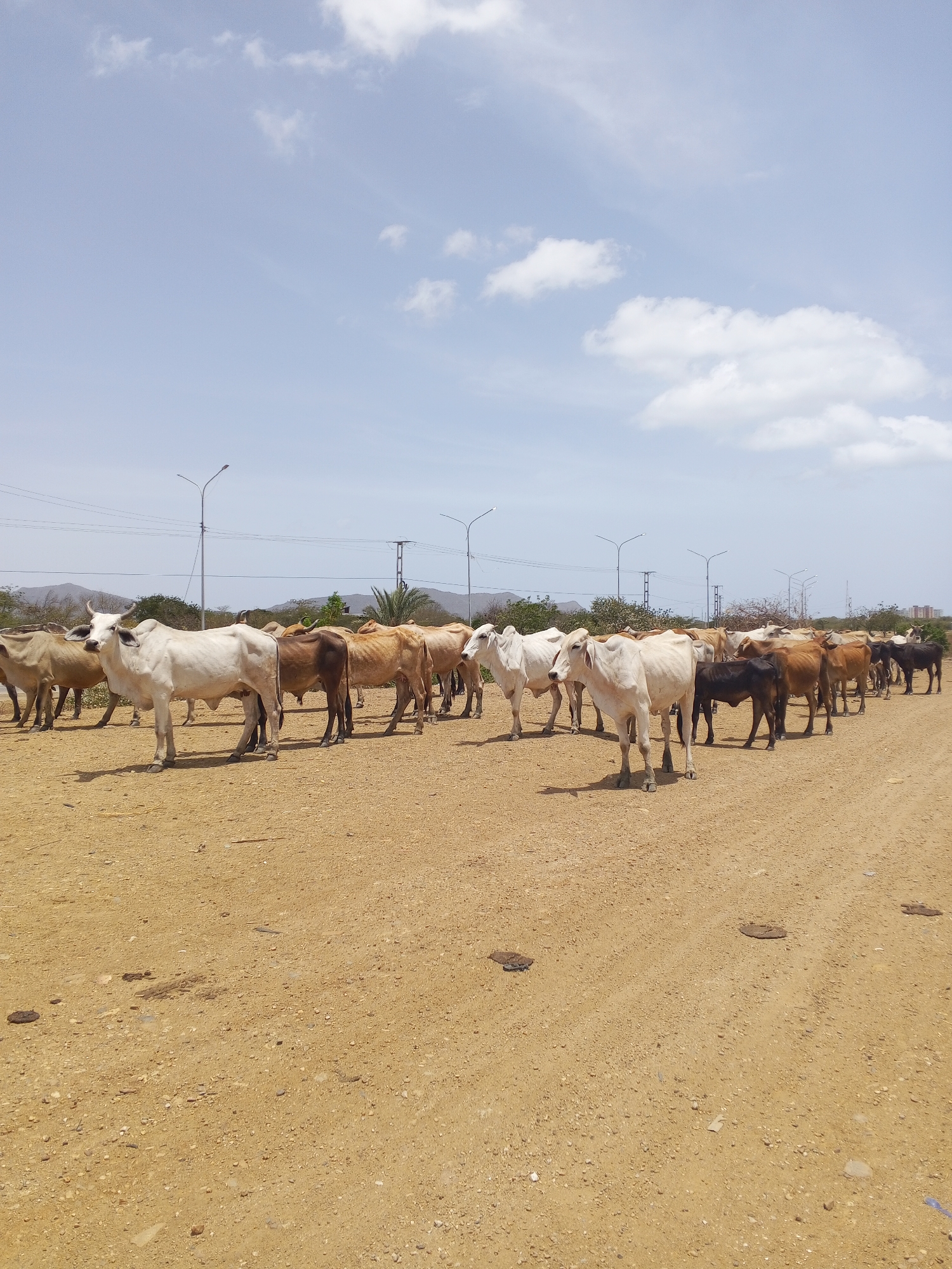 A daytime outdoor shot depicts a herd of approximately 20 cows of varying colors (white, brown, black) standing on a dirt road in Unknown, Unknown. The animals are loosely arranged, with some standing near the front of the shot and others further back. The ground is a light brown color, and there are several dark spots, potentially cow dung. In the background, there are street lights, some vegetation, and a few indistinct buildings. The sky is blue with some scattered clouds.