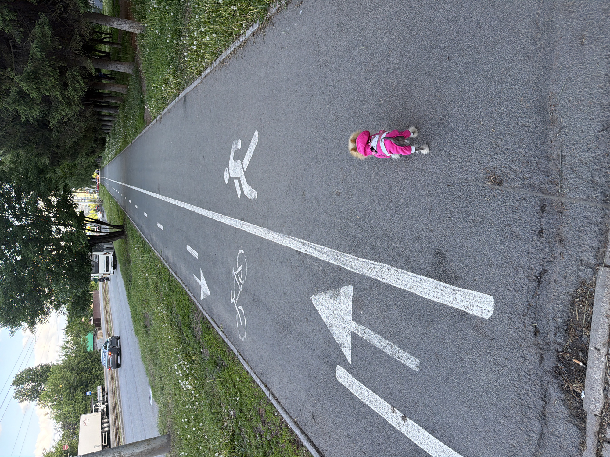 The image depicts a gray asphalt path with a white line dividing it into a pedestrian side (marked with a walking figure symbol) and a bicycle side (marked with a bicycle symbol). An arrow indicates the direction of travel for each side. A small dog wearing a pink outfit lies on the pedestrian side of the path. To the left of the path are trees and foliage. Across from the path, on the left side of the image, are buildings, cars, and a white truck. The scene is in an outdoor urban setting.