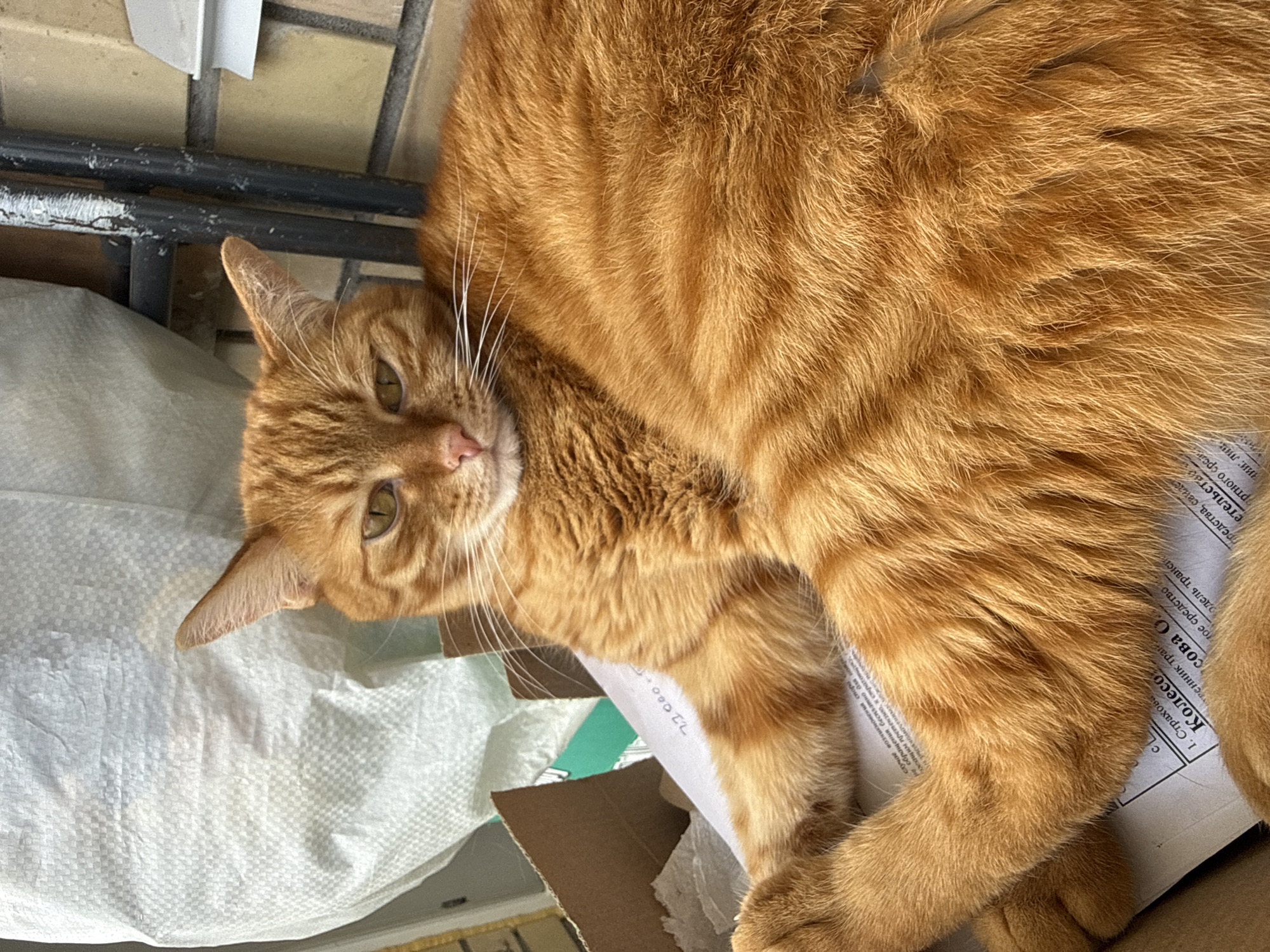 An orange tabby cat with green eyes is lying down on a pile of papers and what appears to be a large white bag. The cat's fur is a warm orange color with darker tabby markings. Its body is mostly out of frame, with its head and front paws visible. The cat is looking directly at the camera with a calm expression.
The background includes a brick wall, a metal railing, and some cardboard boxes. The lighting suggests it is daytime, possibly outdoors or in a well-lit indoor space with natural light. Some of the papers have visible text in Russian. The text mentions "страховая" which means "insurance" and "претензия" meaning "claim". The location context is Vologda, Russia. There is no explicit indication of the weather, but the lighting suggests it is not dark or raining. The scene appears to be a casual, everyday setting.