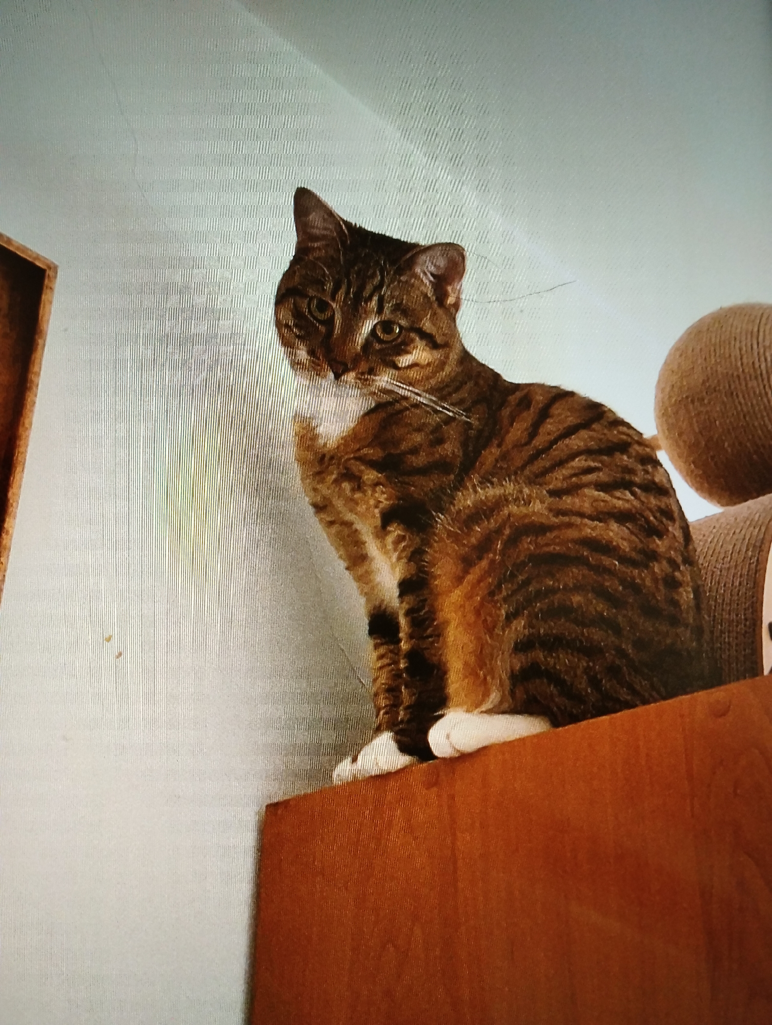 A tabby cat is sitting on a wooden surface, looking down with its front paws tucked under its chest. The cat has white paws and chest. The background is a textured, light-colored wall. There is a scratching post behind the cat on the right. The scene is indoors, likely a home environment. No specific location in Warsaw, Poland can be determined from the image.