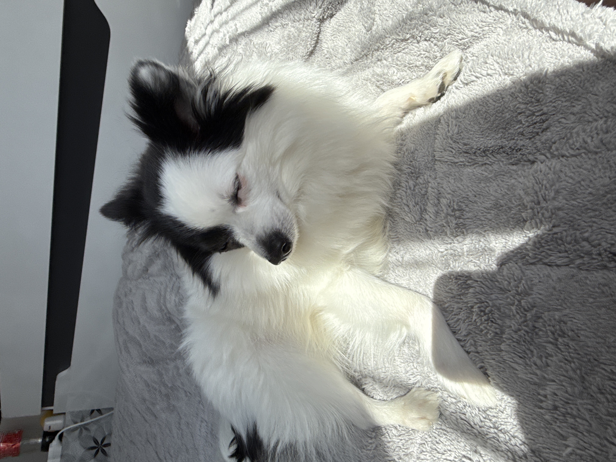 A black and white dog lies on a grey, textured blanket. The dog appears to be sleeping or resting, with its eyes closed. The scene is illuminated by sunlight, casting shadows on the blanket and the dog's fur. A white wall and an object with red on it can be seen in the periphery of the image. There are no people visible in the image. The location is unknown.