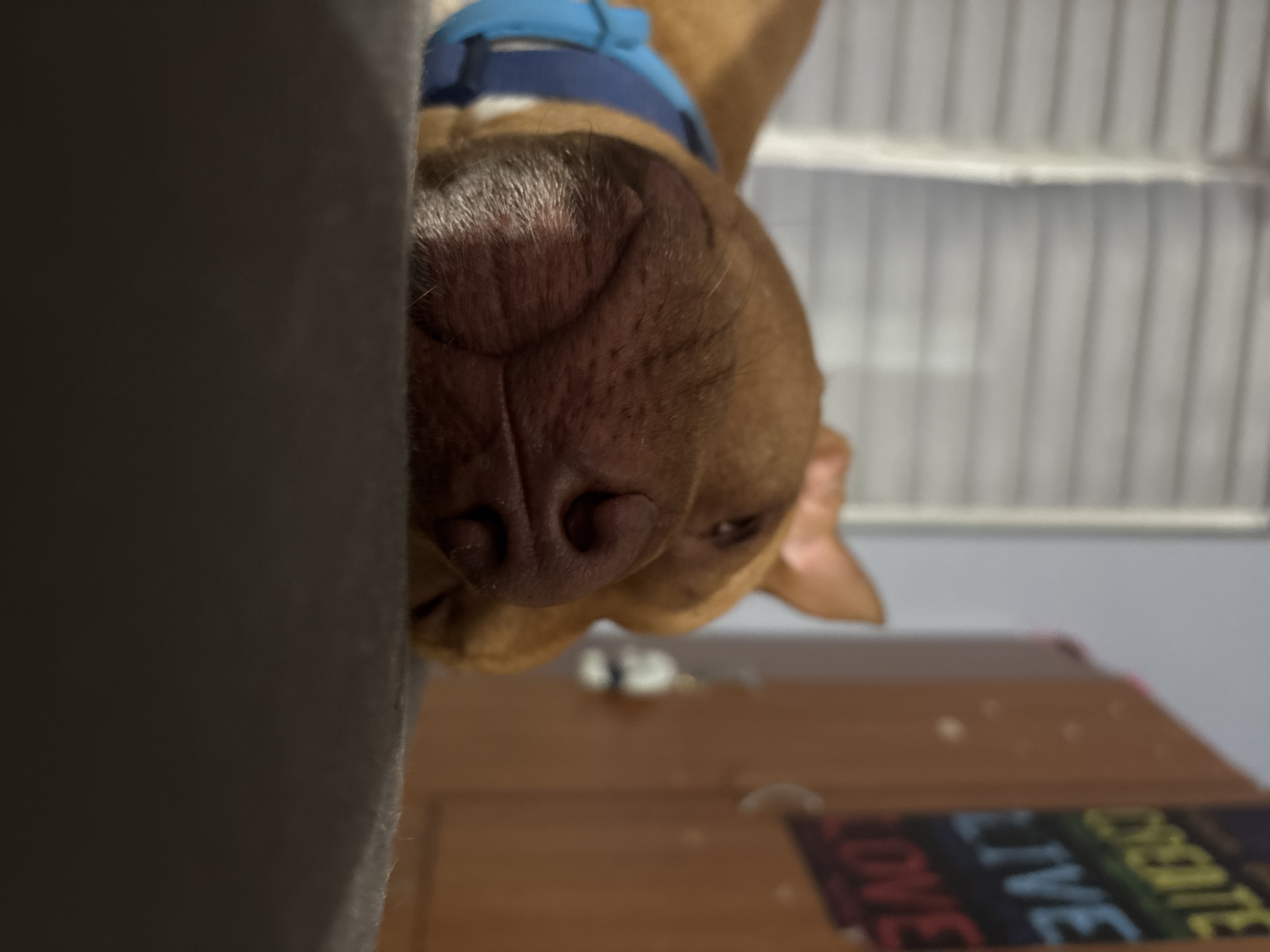 A tan dog, possibly a pit bull mix, wearing a blue collar, is positioned upside down with its nose close to the camera. A grey object obscures the left side of the image, possibly a piece of furniture. In the background is a wall with vertical, ridged panels. Below the dog, a brown surface is visible with a rainbow-colored book or sign on top of it. The text on the book or sign reads "LOVE LIVE CREATE ONE". The location is not identifiable from this image.