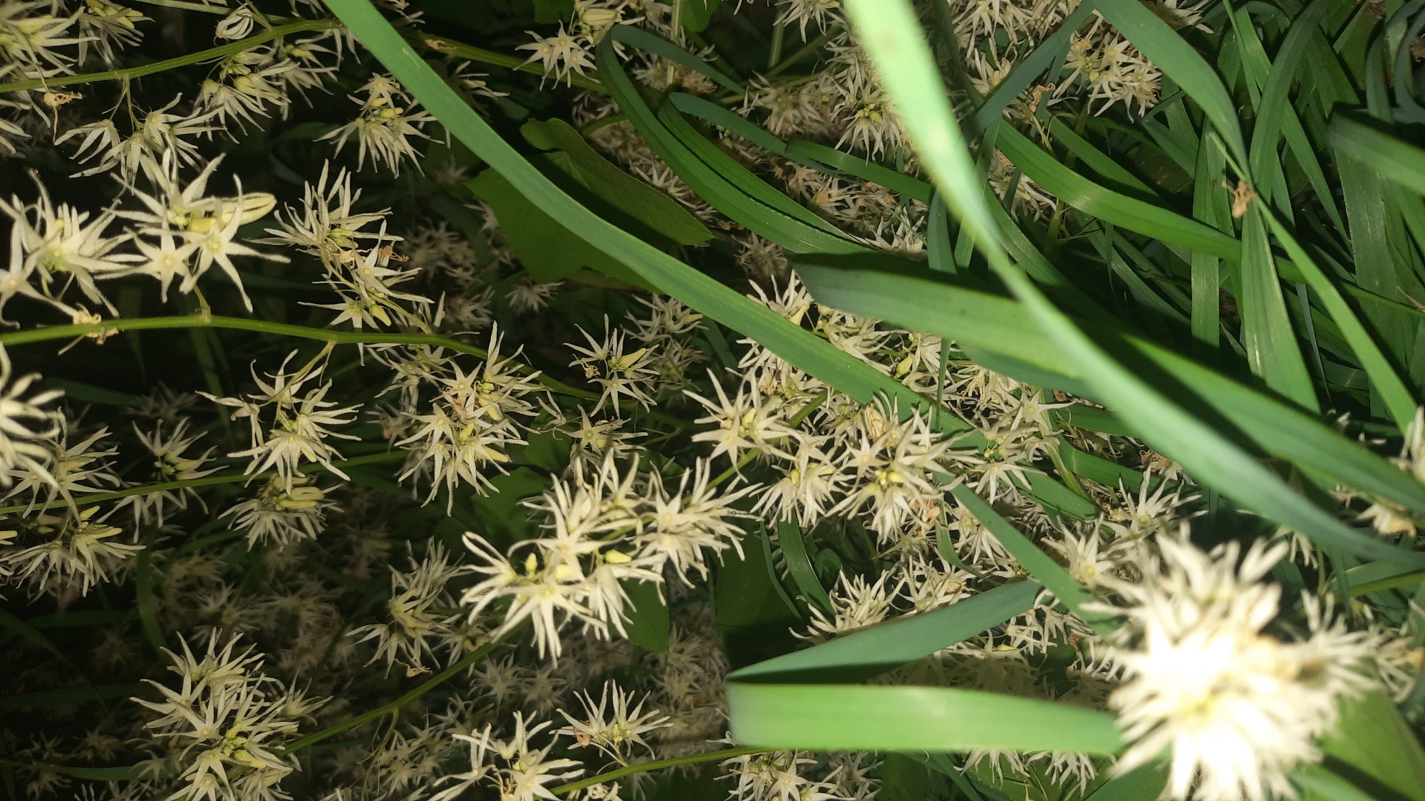 The image depicts a cluster of small, star-shaped white flowers with thin, spiky petals. These flowers are intertwined with tall, green grass and foliage. The lighting suggests it is nighttime or a very dimly lit area, with some of the flowers and grass appearing illuminated, possibly by artificial light. There are no people or specific man-made structures visible in the frame. The environment appears to be a natural setting, possibly a garden, park, or roadside, characterized by dense vegetation. The specific location in the city of Шклоў, Belarus, is not evident from the visual information in the image itself.