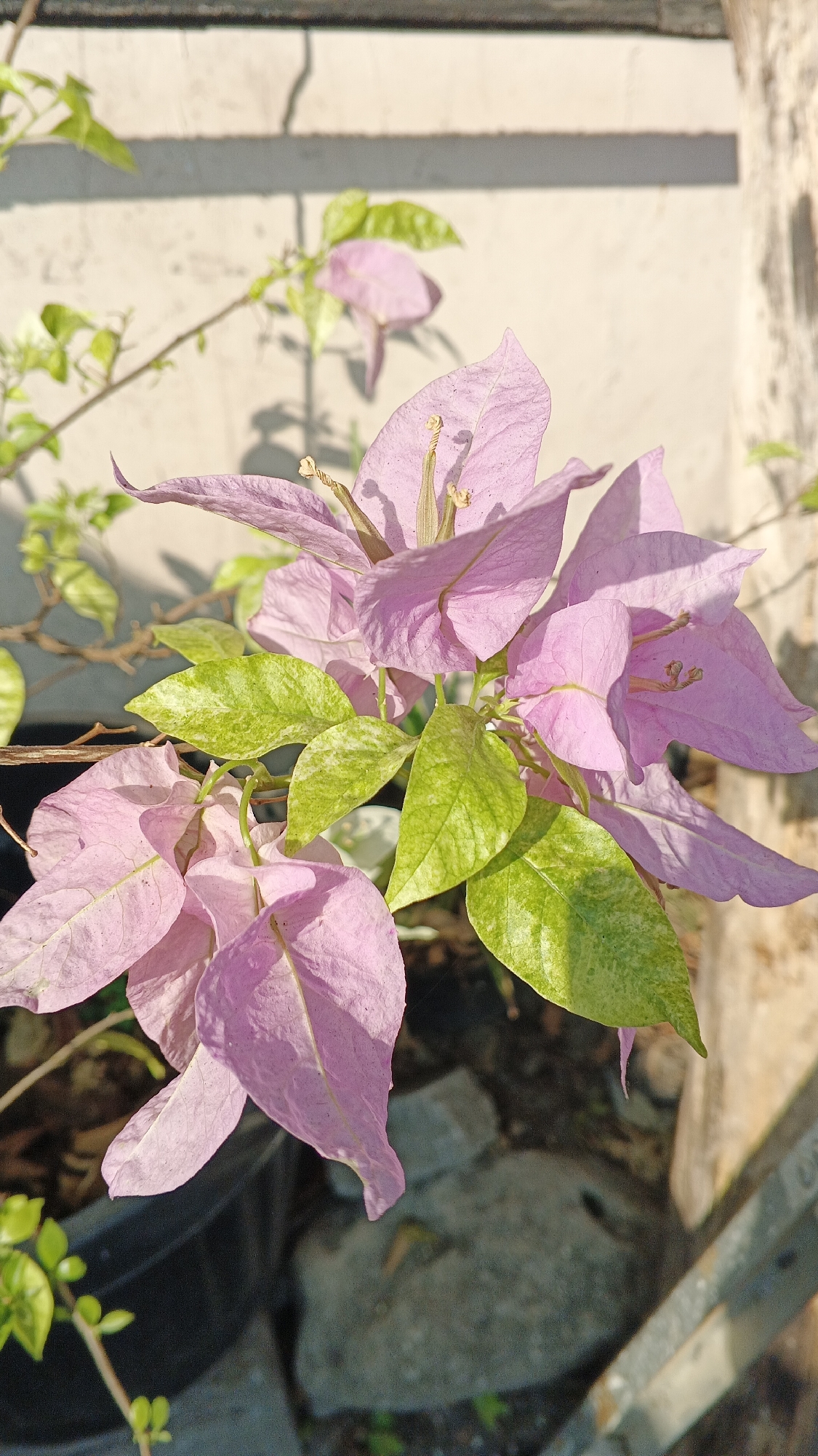 A cluster of delicate, pale pink bougainvillea flowers with visible stamens is in focus against a neutral, textured background. The flowers are interspersed with bright green leaves, some of which display variegation. The scene appears to be outdoors, with sunlight casting shadows on a light-colored wall and dappled light on the flowers and foliage. The lower portion of the image shows the ground, which includes dark soil, gray stones, and parts of a black planter, suggesting an outdoor garden setting. The specific location is described as Ambarketawang, Indonesia.