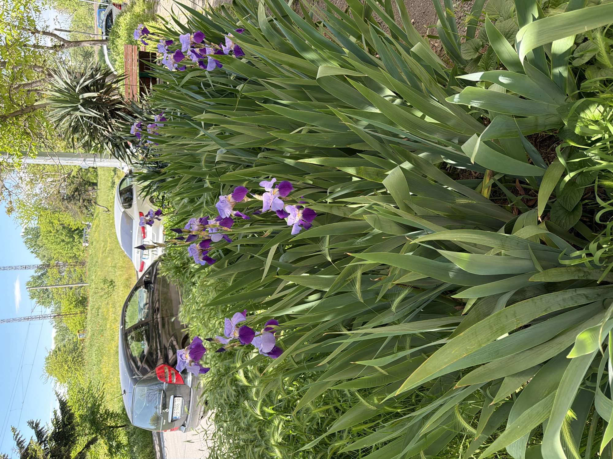The image shows a street scene in Plovdiv, Bulgaria. A row of purple and white irises grows alongside a sidewalk. A dark-colored car is parked on the street. Behind the car, there is a grassy area with trees. In the background, utility poles and wires are visible. A bench and another vehicle can be seen further down the street. The sky is blue with few clouds.