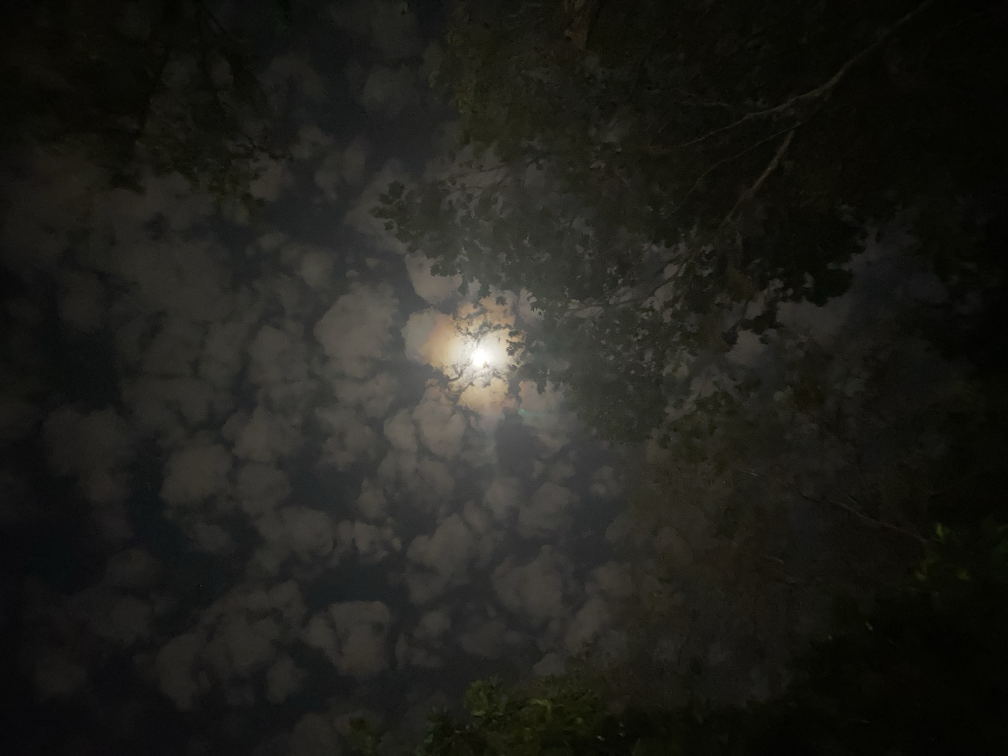 The image, likely taken at night, shows a view looking up at the sky. A bright, round object, probably the moon, is visible through a layer of clouds. The clouds are numerous, puffy, and variably lit, some appearing brighter than others due to the light source. Silhouetted branches and leaves of trees frame the top and sides of the image, indicating an outdoor location, possibly a park or wooded area. The city of Juan Griego, Venezuela is not discernable from the visual elements in the image.