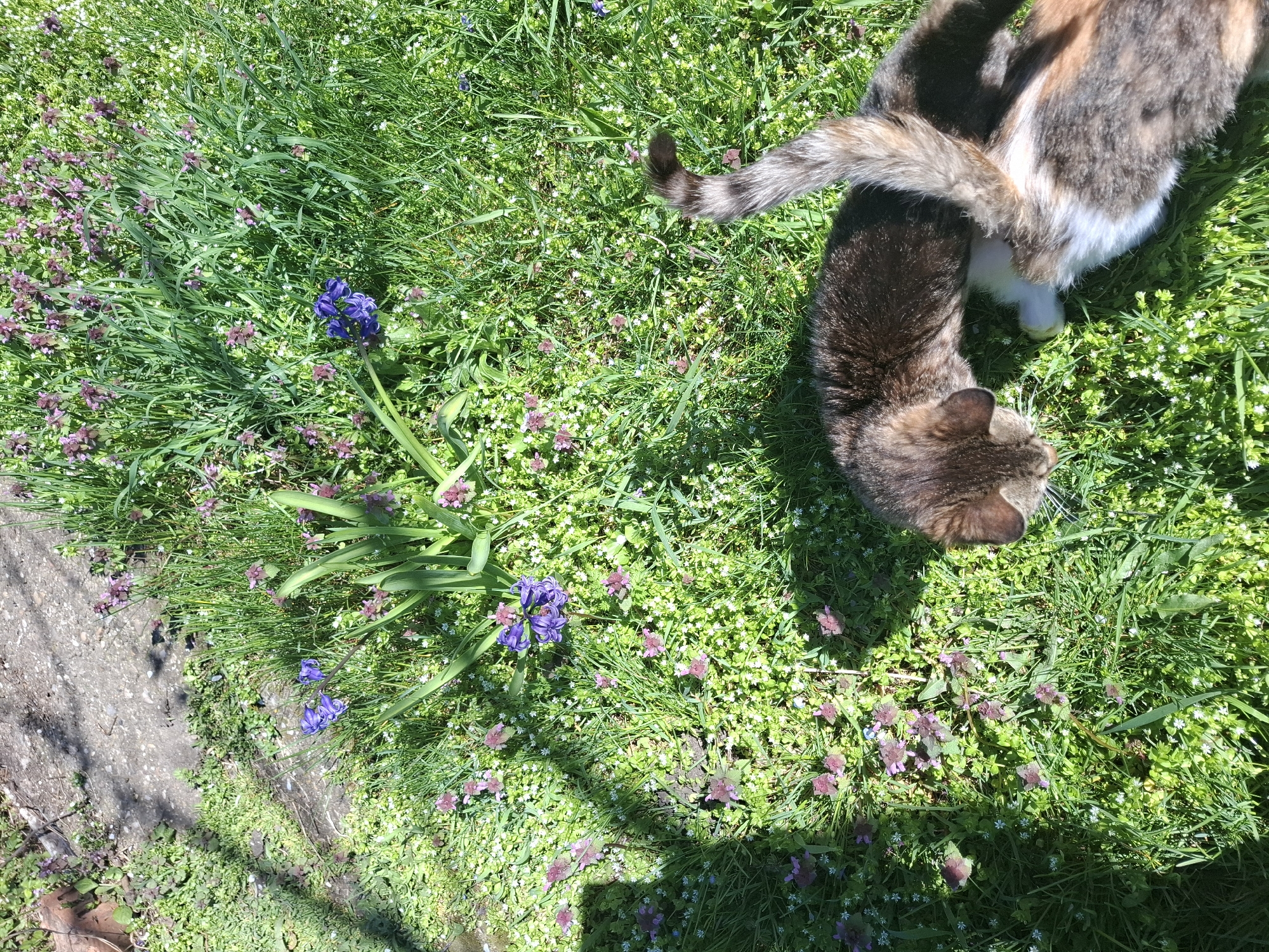 A medium shot, taken outdoors in Gramada, Bulgaria, shows green grass densely populated with small purple and white flowers, with a gray concrete surface partially visible in the lower left corner. The top right corner of the image features the rear end of a calico cat and the back of a tabby cat, with the cats' tails intertwined. A cluster of purple hyacinth flowers is visible in the left portion of the image.