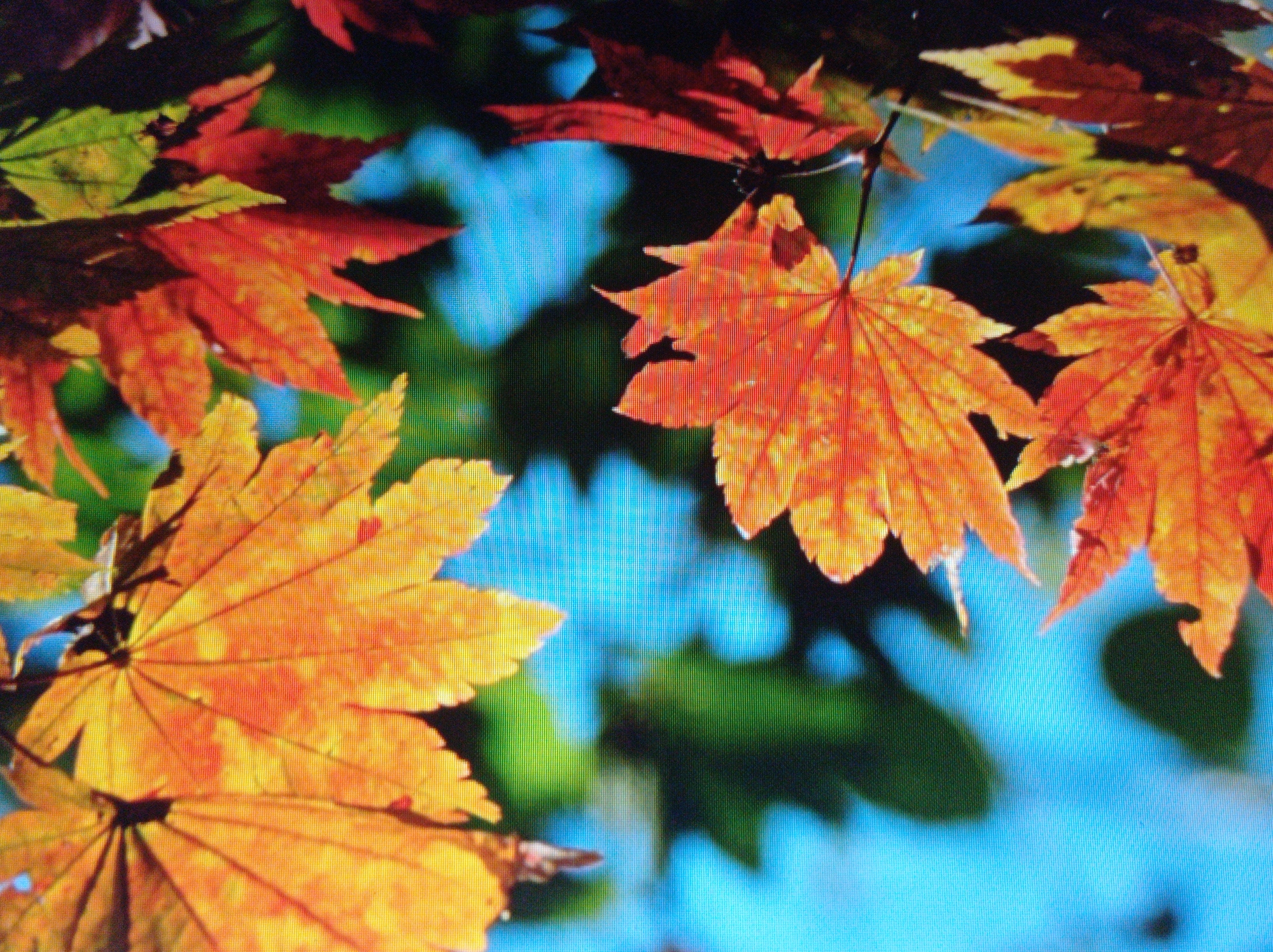 This is a close-up, pixelated photograph of several Japanese maple leaves in varying shades of orange, red, and yellow. The leaves are partially silhouetted against a blurred background of bright blue and dark green foliage. The image appears to be a photograph of a screen, evidenced by the visible grid pattern of pixels. There are no people or man-made objects visible in the frame. The exact location in Mukachevo, Ukraine, cannot be determined from the image alone.