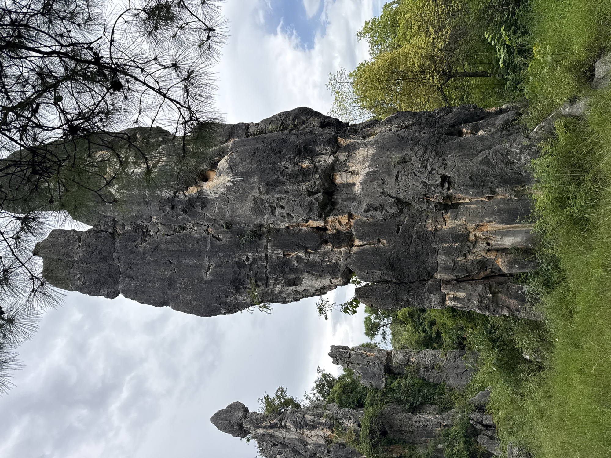The image depicts a section of the Stone Forest (Shilin) National Park in Kunming, China. In the foreground, a large, dark gray, weathered limestone pillar dominates the center of the frame, its surface textured with numerous holes and crevices. It is partially obscured at the top by the dark, spiky branches of a pine tree. To the left and further back, several other similarly shaped limestone formations rise, some appearing more slender and topped with cap-like stones. Lush green vegetation, including tall grasses and various shrubs and trees, surrounds the stone pillars, with some greenery clinging to the sides of the rocks. The background features a sky with scattered clouds, and a few lighter green deciduous trees are visible to the right of the central pillar. There are no people or animals visible in the scene.