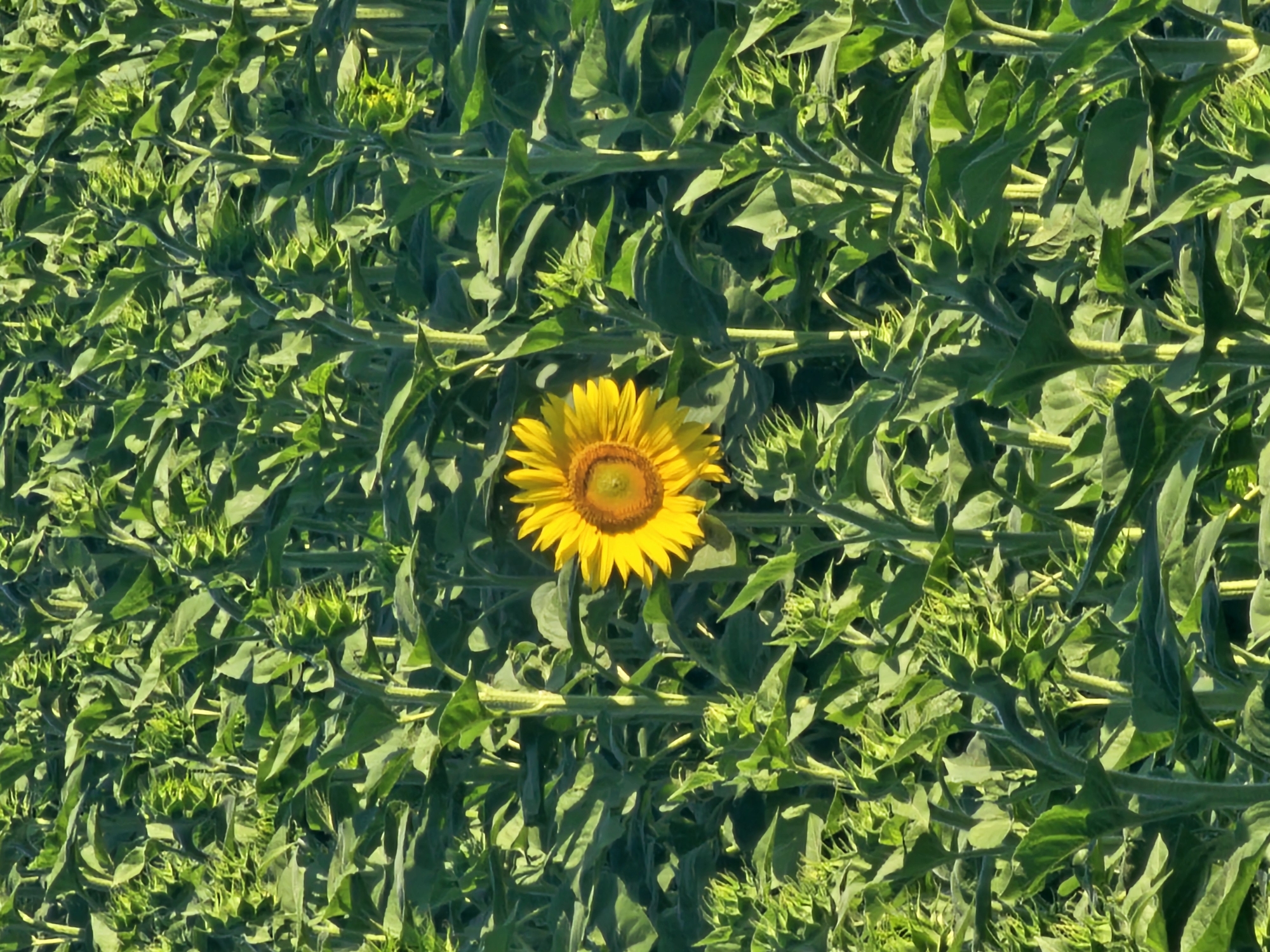 A close-up, vertical shot of a sunflower field in Загорци, Bulgaria, features a single, vibrant yellow sunflower in the center, surrounded by numerous green sunflower buds and stalks. The lighting suggests a sunny day, with shadows cast by the dense foliage. The image is a natural scene with no human presence.