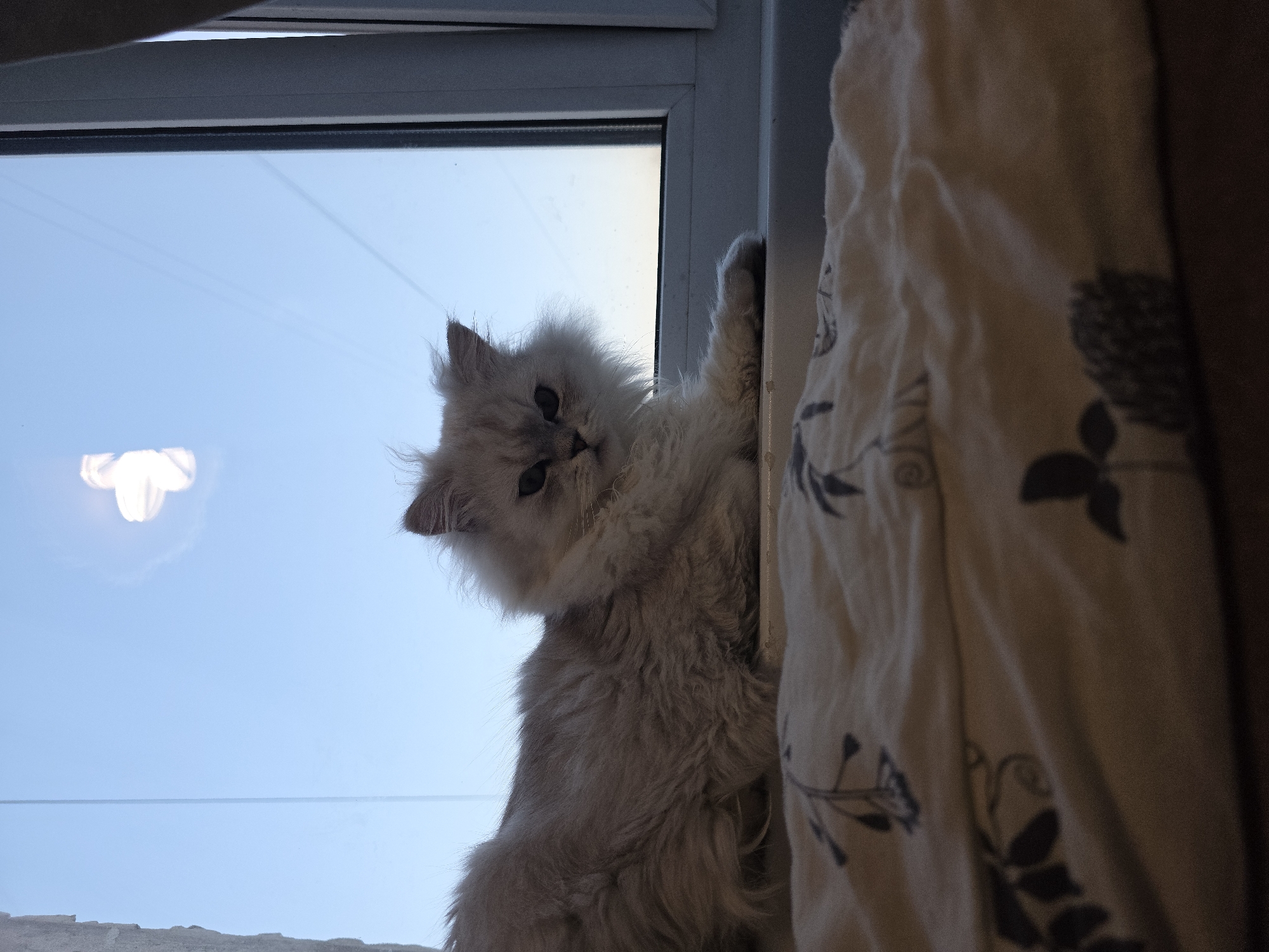 A fluffy, light-colored cat with dark eyes is lying on a windowsill, looking towards the camera. The cat's fur appears long and somewhat unkempt. The windowsill is lined with a cream-colored fabric featuring a dark floral pattern. Behind the cat is a large window, through which a pale blue sky is visible, with some light reflections or clouds in the upper portion. The scene appears to be indoors, possibly in an apartment, given the presence of the windowsill and window. There is no visible indication of the city of Novocheboksarsk, Russia, in the image.