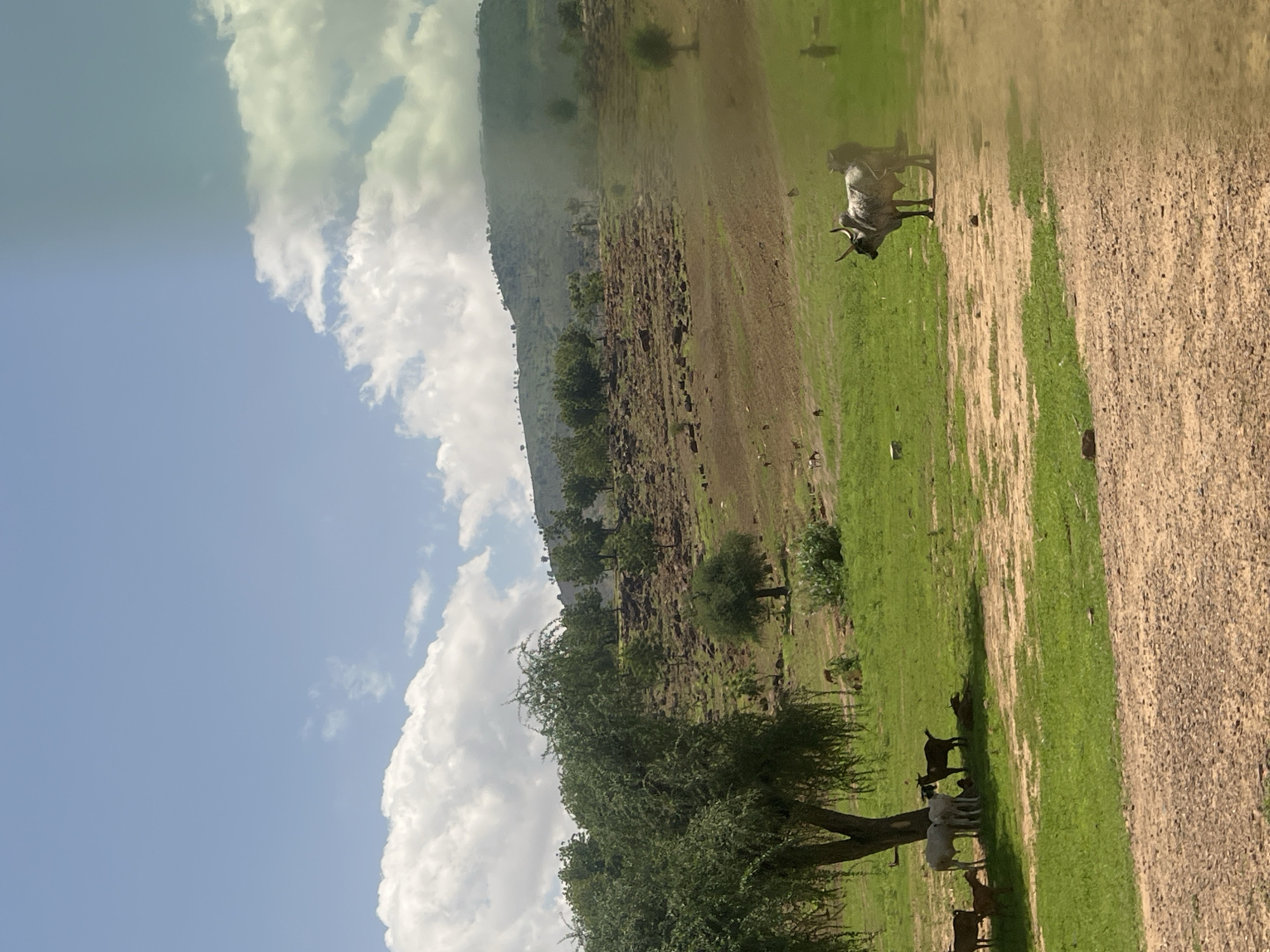 The image captures a vast, sunlit rural landscape in Balanga, Nigeria, under a partially cloudy blue sky. The upper two-thirds of the frame are dominated by a light blue sky with large, white cumulus clouds, particularly dense on the left. The far right side of the sky exhibits a subtle greenish-blue tint and atmospheric haze, which also extends over the distant hills.
In the background, undulating dark green hills, sparsely covered with small trees and shrubs, stretch across the horizon. Below these hills, the midground presents a varied terrain composed of green grassy slopes interspersed with larger patches of reddish-brown, rocky, or dry earth, possibly indicating cultivated or disturbed ground. Faint, indistinct figures of people and small animals are visible on the distant slopes.
On the left midground, a large, mature tree with a thick, dark trunk and dense green foliage casts a significant shadow onto the grassy area beneath it. Under the shade of this tree, a group of approximately six goats is gathered. This cluster includes at least four white goats, one dark brown goat, and a smaller, lighter brown goat, with one animal lying down. They appear to be resting.
Towards the right midground, a prominent, large zebu-type cattle animal, displaying a mottled grey and white coat with distinct horns, stands facing left on a patch of green grass. A second, partially obscured cattle animal is visible directly behind it to the right. Further to the far right midground, another indistinct human figure is visible.
The foreground consists primarily of a wide expanse of dry, light brown dirt, possibly a path or bare ground, with scattered small rocks and intermittent patches of green grass breaking through. The ground gently slopes upwards from the immediate foreground towards the midground. The overall scene depicts a typical pastoral environment under a bright, possibly hazy, sky.