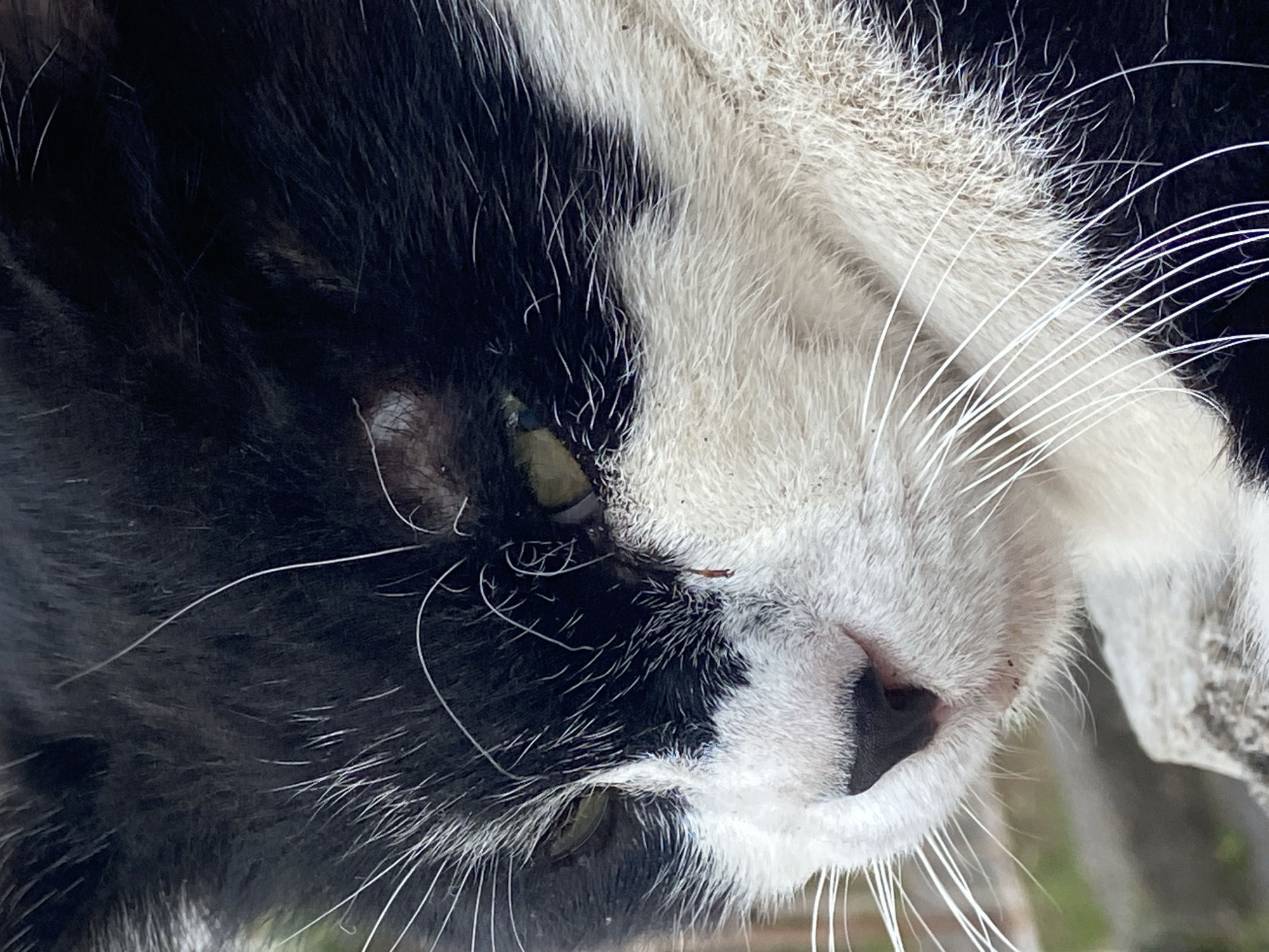 A close-up image features the face of a black and white cat. The cat has white whiskers and a pink nose. The cat's fur is a mix of black and white, with the black fur on the left side of its face and white fur on the right. The cat's eyes appear to be green. The background is blurry and consists of green and brown tones, suggesting an outdoor environment. The photo has a slightly off-center composition. The image does not provide any visual cues indicating it was taken in Budva, Montenegro.