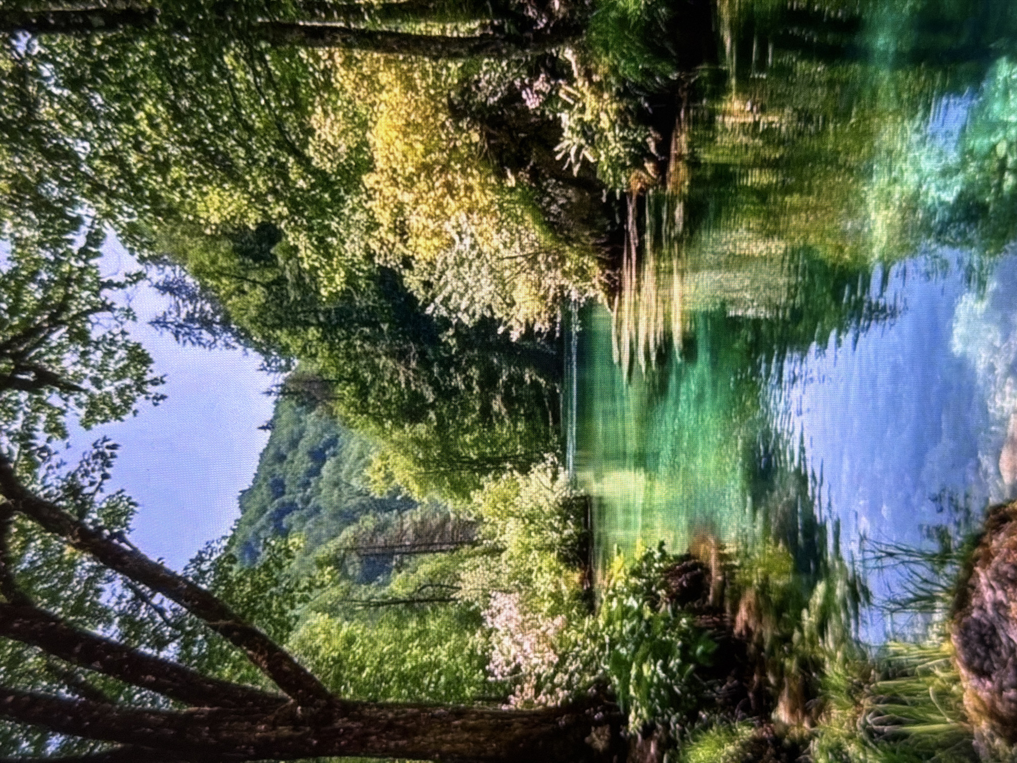 The image depicts a serene natural landscape featuring a clear river or lake flowing through a lush forest. The water is a prominent subject, showcasing a striking gradient from light blue to vibrant emerald green, indicating exceptional clarity and varying depths. It beautifully reflects the surrounding trees and the bright sky.
Dense green foliage covers the banks of the water body. In the foreground, sturdy tree branches with numerous green leaves frame the scene. Along the water's edge, there are various bushes and smaller plants, some adorned with light-colored or white blossoms, suggesting a flourishing ecosystem. A large, tree-covered mountain or hill rises in the background against a clear, light blue sky.
The scene is bathed in bright daylight, implying a sunny day, likely during the morning or early afternoon, with sunlight creating highlights on the leaves and dynamic reflections on the water's surface. There is no discernible human activity or visible text within the frame, emphasizing the untouched and peaceful nature of the environment. The overall impression is one of tranquility and vibrant natural beauty, located in the vicinity of Lovech, Bulgaria.