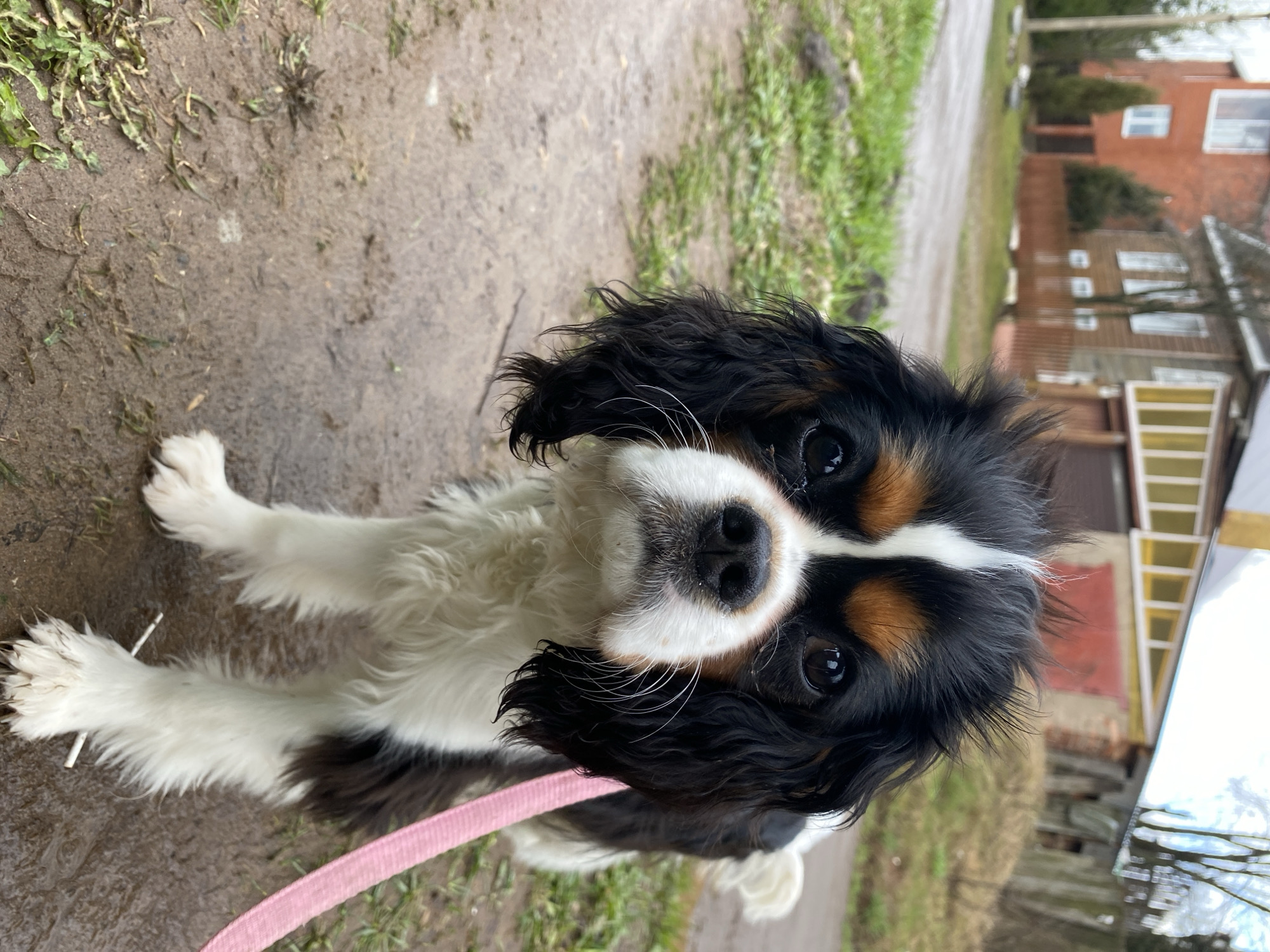 A tri-color Cavalier King Charles Spaniel is the primary subject of this outdoor photograph. The dog is positioned on a damp, earthy path, likely sitting or lying down, and gazes directly at the camera with an attentive, slightly tilted head, conveying a curious expression. Its fur displays a classic tricolor pattern of black, white, and tan markings, with long, wavy black ears and distinct tan spots above its eyes and on its cheeks. A pink leash is visible near its left front paw and extends partially under its body.
The setting is an unpaved area, characterized by muddy ground mixed with patches of green grass and weeds, suggesting wet conditions, possibly from recent rain or damp weather. The soft, even lighting indicates an overcast day. In the background, beyond more grassy terrain, several residential buildings can be seen, including one with red brick and white-framed windows, and other structures of varying colors. There are also trees and what appears to be a fence or gate in the distant background.
The activity captures the dog paused during an outing, perhaps resting or observing its surroundings. No visible text is present in the image. The scene takes place in Votkinsk, Russia.