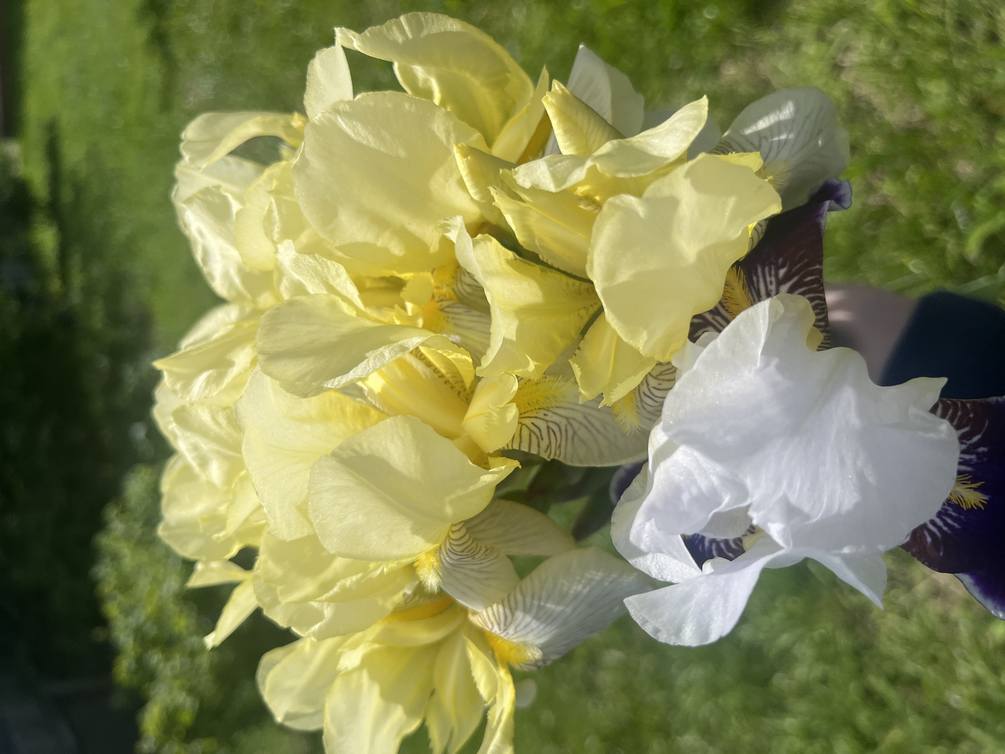 A vibrant bouquet of irises is held by a person in an outdoor setting. The dominant flowers in the arrangement are bright, light yellow irises, their delicate petals ruffled and catching the natural sunlight. Interspersed among them are a few white irises, adding a subtle contrast. Hints of darker, possibly deep purple or brown irises with striped patterns are visible towards the right side of the bouquet, partially obscured by the lighter flowers. A person's arm or hand, covered in dark fabric, is partially visible on the right, holding the flowers. The background is a soft, out-of-focus blur of green foliage and grass, indicating a sunny outdoor environment. The strong, direct lighting suggests it is a clear day. No text is visible in the image. The location context for this scene is Новая Тура, Russia.