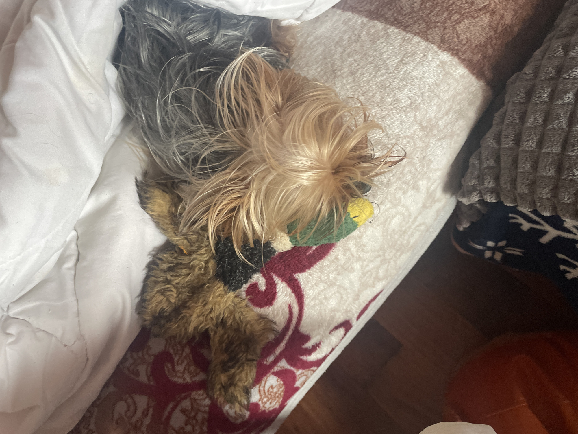 A brown and gray Yorkshire Terrier lies on a bed. The dog rests atop a white blanket with a red and white floral pattern near the bottom of the frame. A soft, cream-colored blanket is draped to the right of the dog, nestled against a gray, textured pillow. A white sheet is positioned to the left of the dog, partially covering its gray fur. The dog holds a green and yellow toy in its mouth. The background shows a glimpse of a wooden floor and part of an orange object. There is no evidence to suggest the location is in Burgas, Bulgaria.