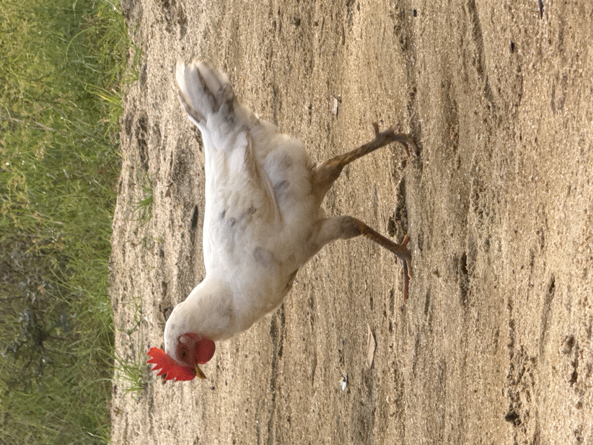 A white chicken is standing on a sandy surface next to a patch of green grass. The chicken has a red comb and wattle. The location is presumed to be near Ado, Nigeria.