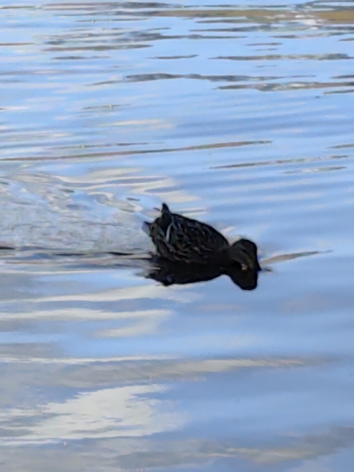 A duck swims on water with ripples. The duck is dark colored and the water reflects a cloudy sky. The location is not identifiable from this image.
