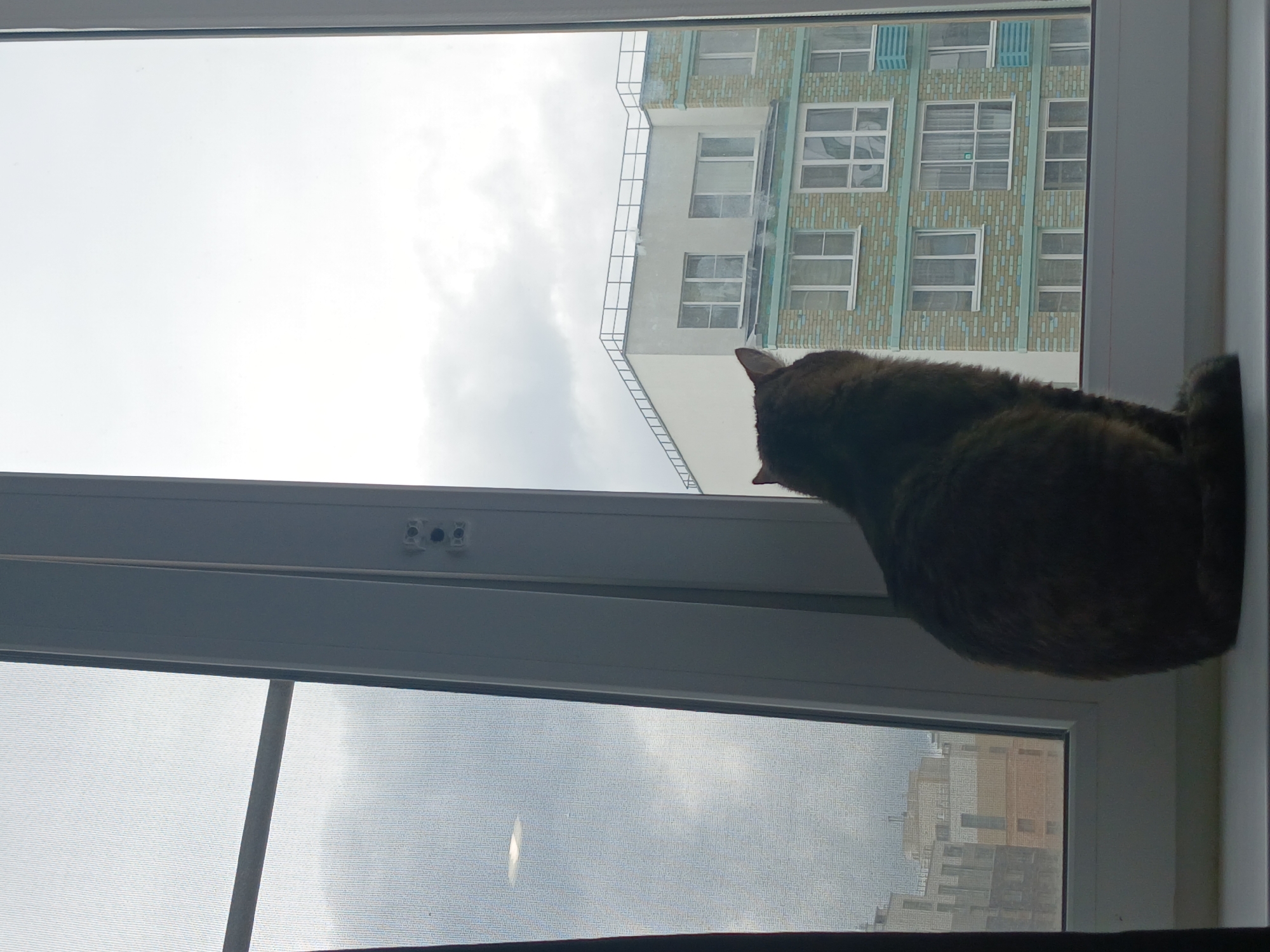 A dark-colored cat sits on a windowsill, facing away from the camera and looking out an open window. The cat's fur is dark brown and appears slightly mottled. Behind the cat, through the window, is a view of a modern apartment building with light-colored brickwork and teal-colored accents. The sky is overcast and appears white. The window frame is white and the sill is also white. To the left of the window, a mosquito net is visible, partially obscuring a view of other buildings in the distance. The scene is domestic, with the cat appearing to be observing the outside environment. The city of Yekaterinburg, Russia, is implied by the style of the apartment building and the general atmosphere, though no specific landmarks are clearly identifiable to confirm the location.
