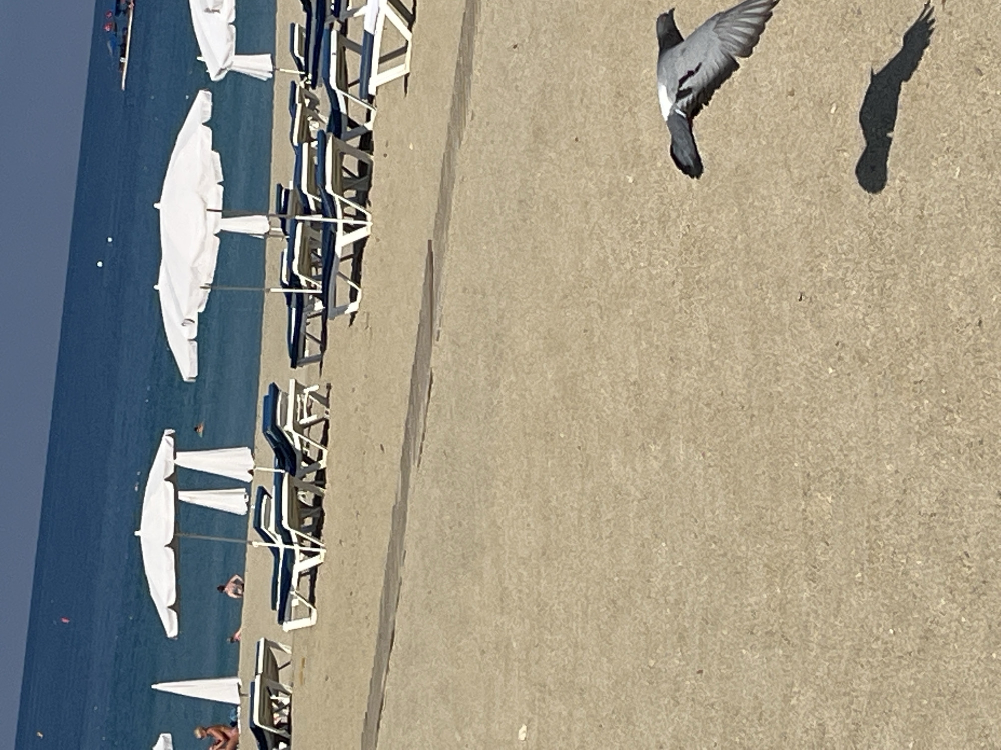 The image depicts a sunlit beach scene in Alanya, Turkey, captured from an elevated perspective. The deep blue sea occupies the left side, where several individuals are seen swimming or wading. A small white boat or kayak is also visible further out in the water.
Adjacent to the sea, a stretch of light brown sand is lined with numerous open white beach umbrellas and associated blue and white beach loungers. These beach furnishings are arranged in rows, with some loungers appearing stacked. A narrow, darker sandy path runs parallel to the coastline, separating the rows of loungers from a wider, more open expanse of light tan sand on the right side of the frame.
In the upper right portion of the image, a grey pigeon is captured in mid-flight, its wings spread wide, casting a clear, elongated shadow on the sandy ground below. The bright sunlight indicates it is daytime, likely a clear and pleasant day, perfect for beach activities. There is no visible text in the image. The scene conveys a relaxed, leisurely atmosphere typical of a popular seaside resort.